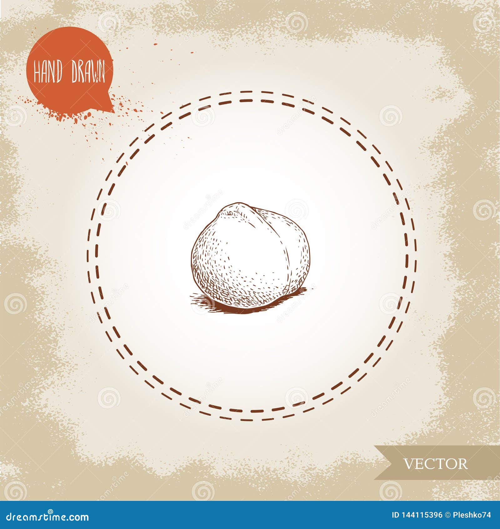 peeled macadamia nut seed. hand drawn sketch style    on retro background. botanical drawing. australian