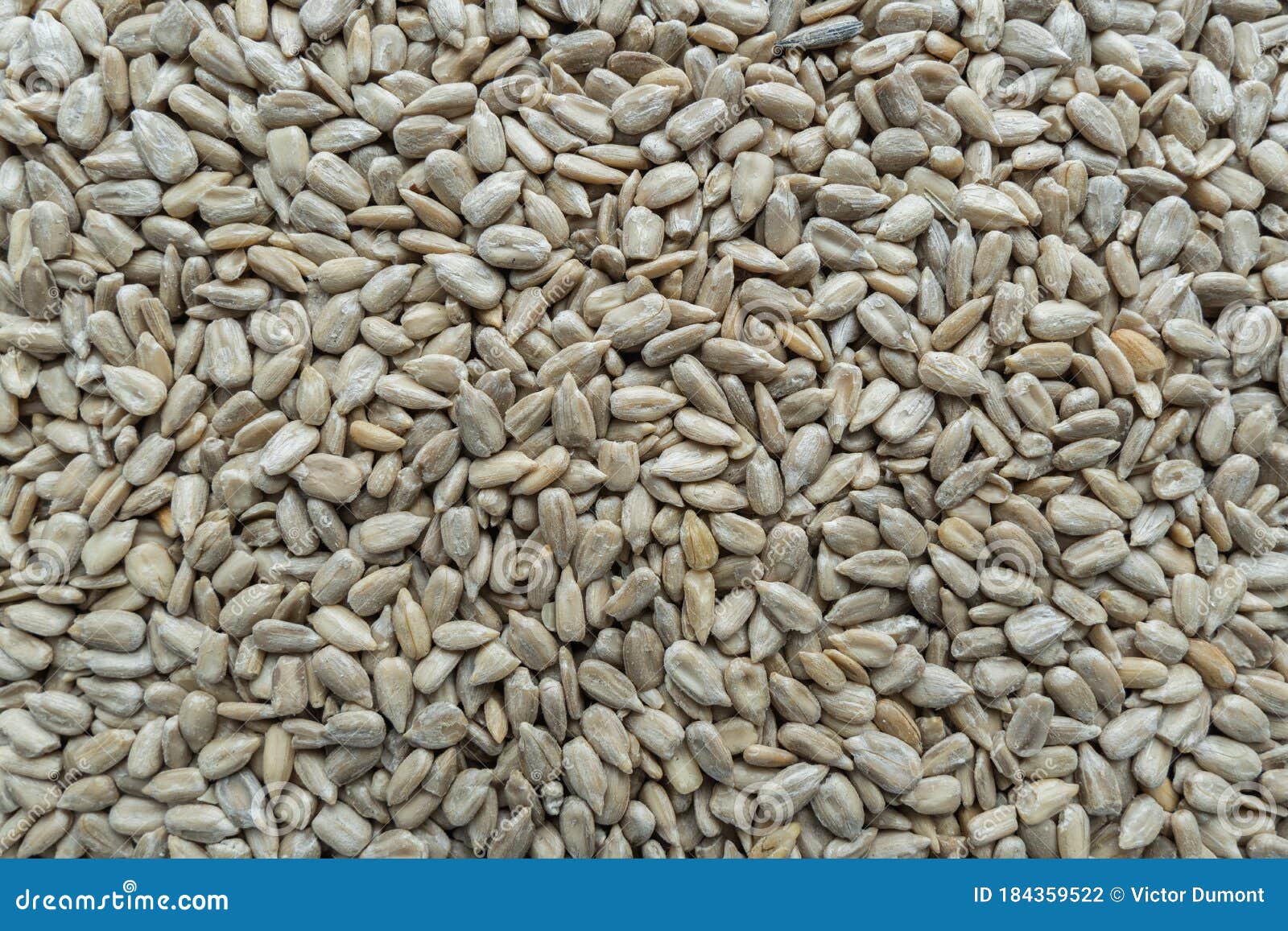 Peeled sunflower seeds stock photo. Image of kernel 184359522