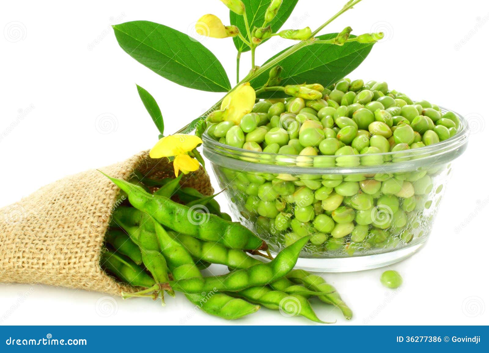 Peeled and Whole Pigeon Peas Stock Photo Image of cuisine, edible
