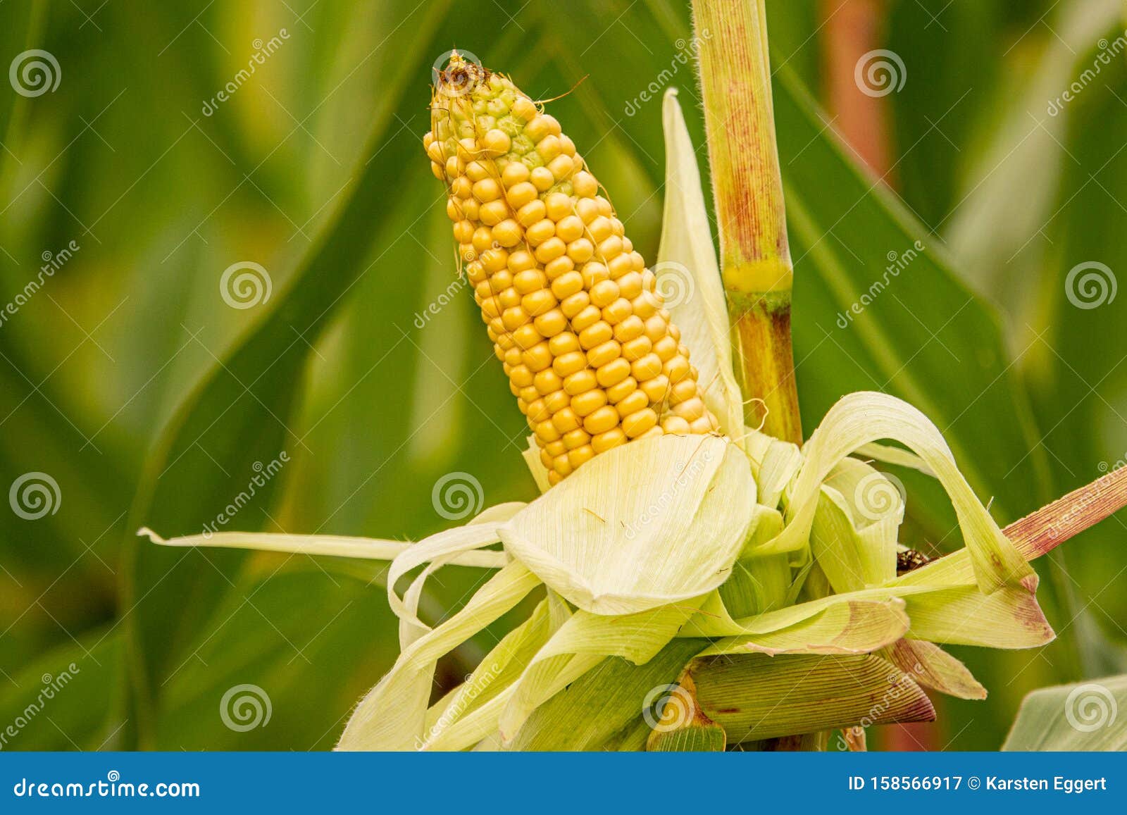 Peeled Yellow Corncob is Still on the Plant Standing in a Corn Field