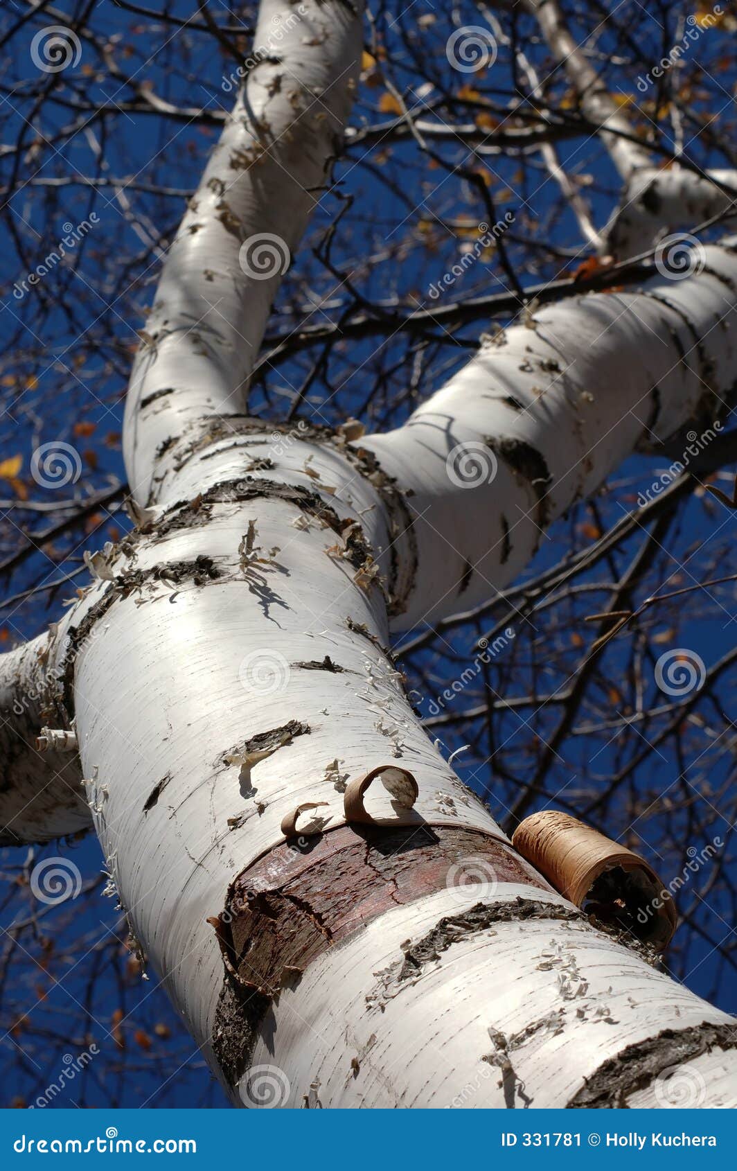 Closeup Of Birch Bark Peeling Off The Trunk Stock Photo - Download Image  Now - Plant Bark, Betula pendula, Tree - iStock