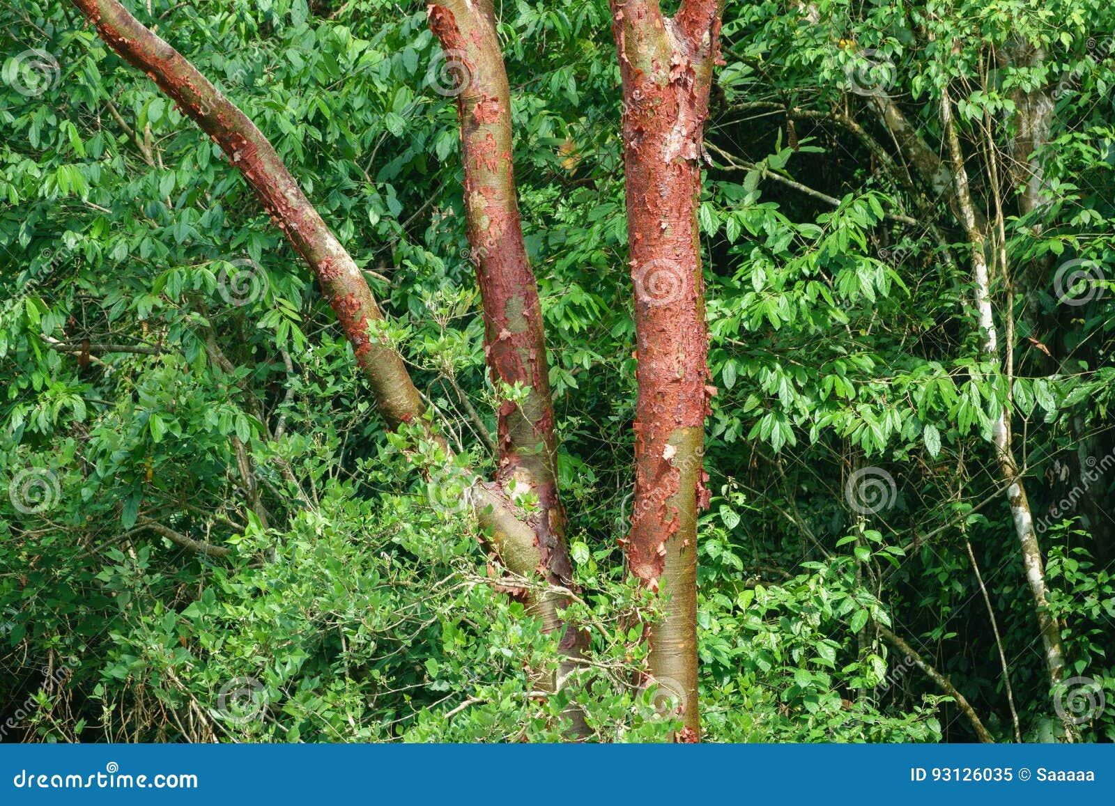 peeling bark of the bursera simaruba tree
