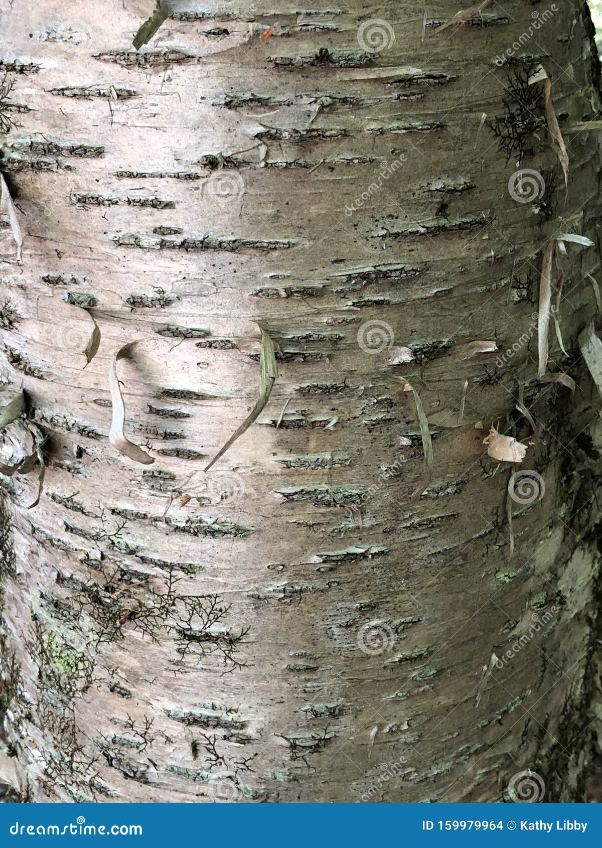 Silver Birch Tree Bark
