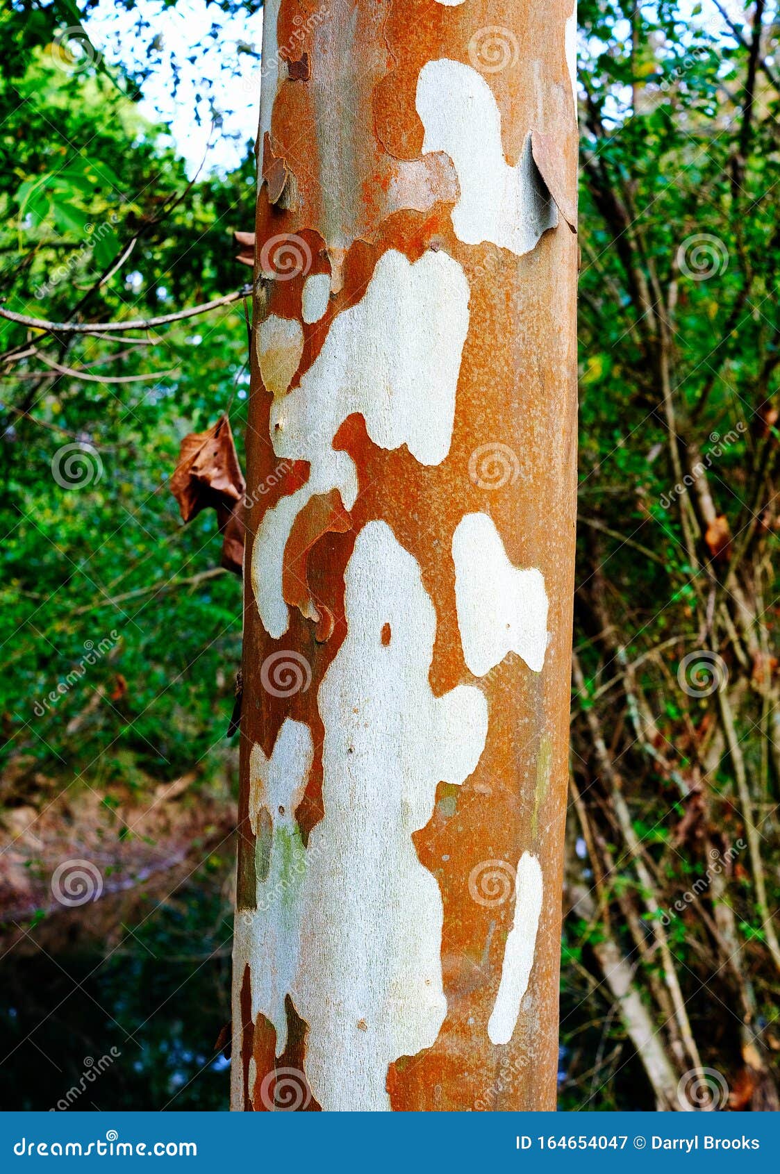 Peeling Bark On Sycamore Tree Stock Image Image Of Surface Green Peeling Bark On Sycamore Tree Stock Image Image Of Surface Green
