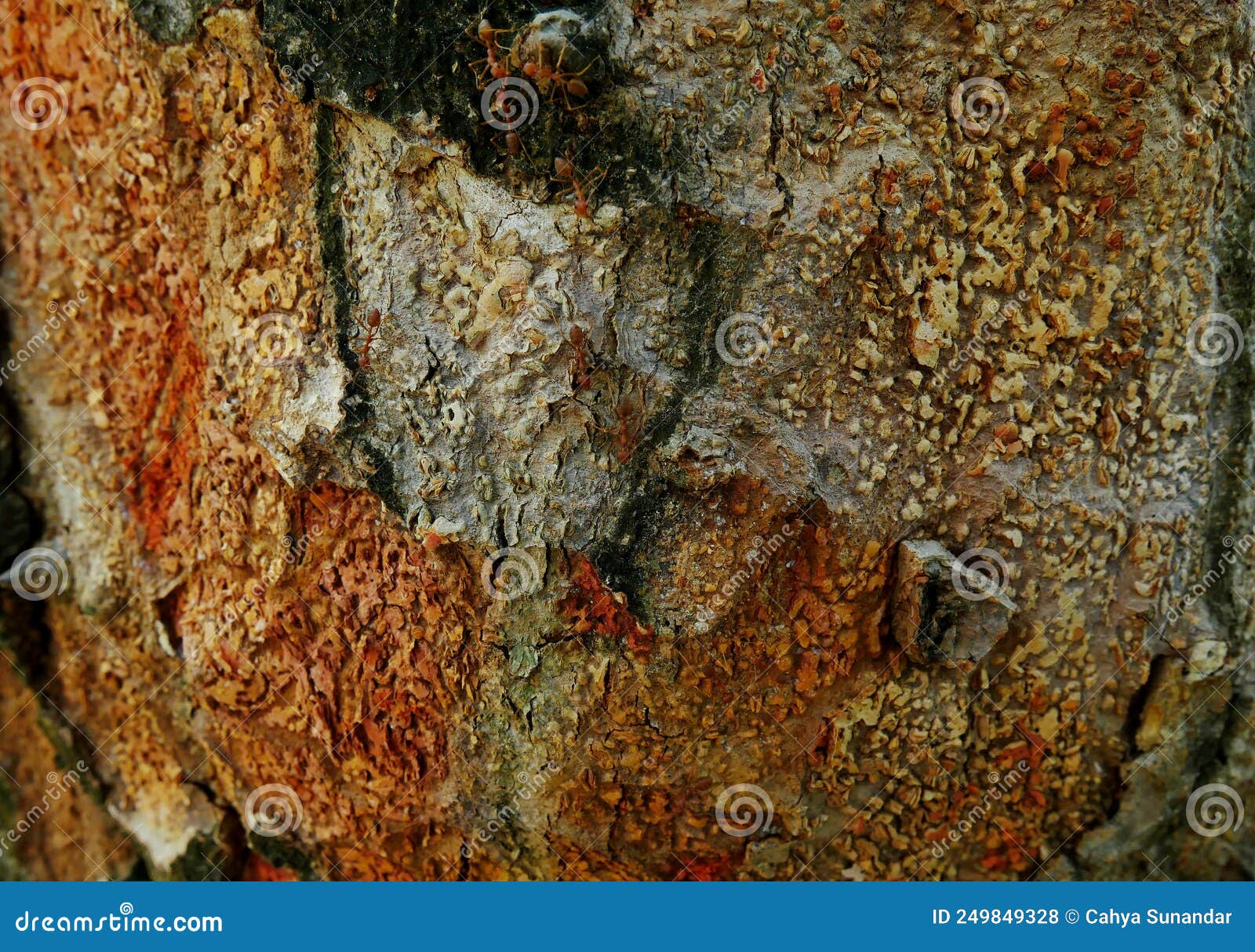 The Peeling Jackfruit Tree Skin is Very Exotic and Amazing. Stock Photo