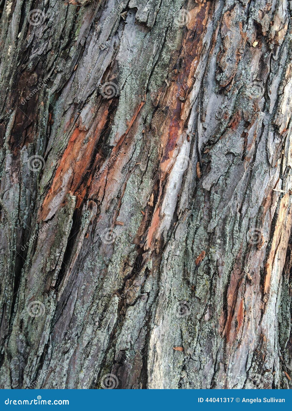 Maple Tree Shedding Bark Shefalitayal