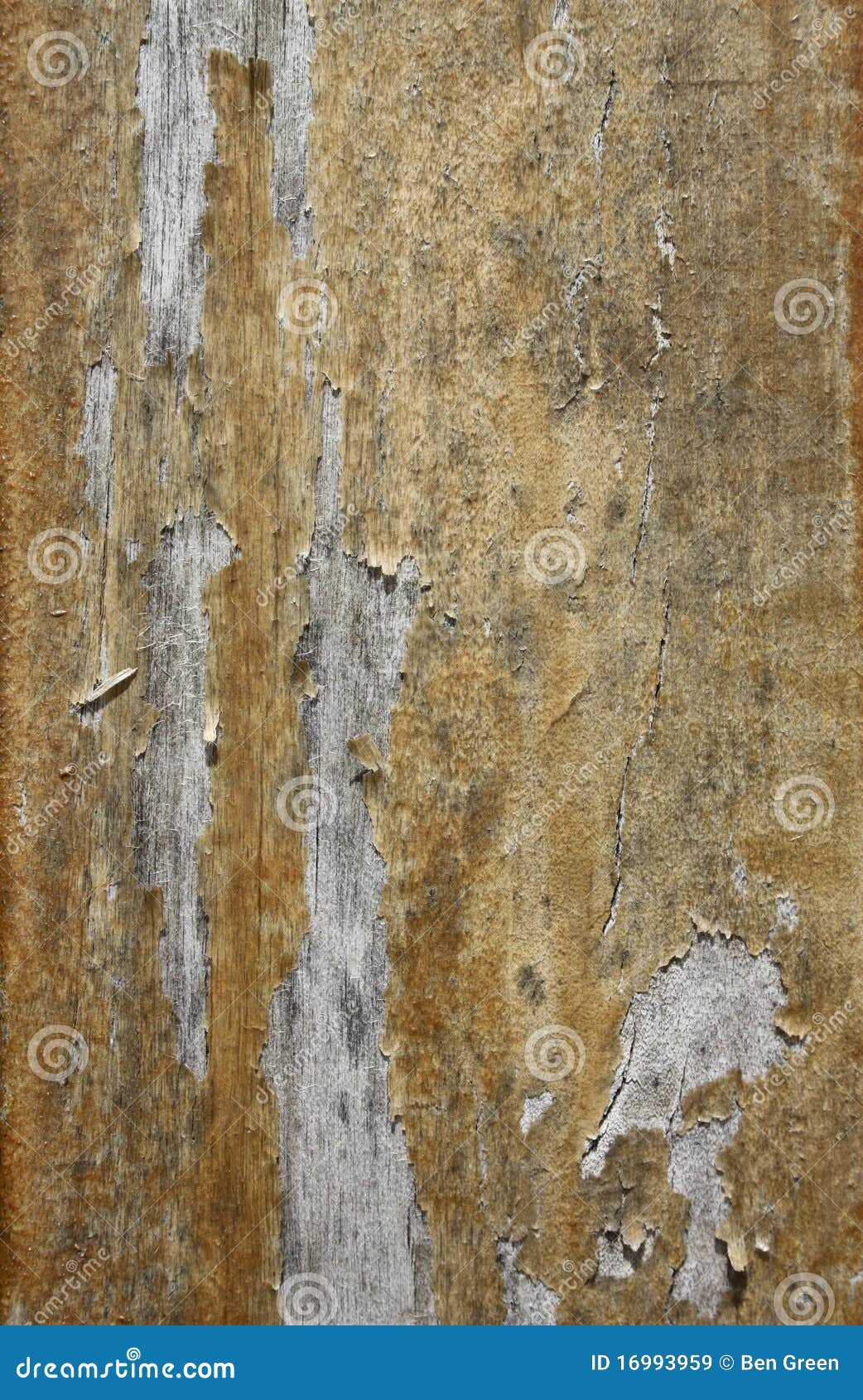 Peeling Varnish stock image. Image of outdoor, preserve 16993959