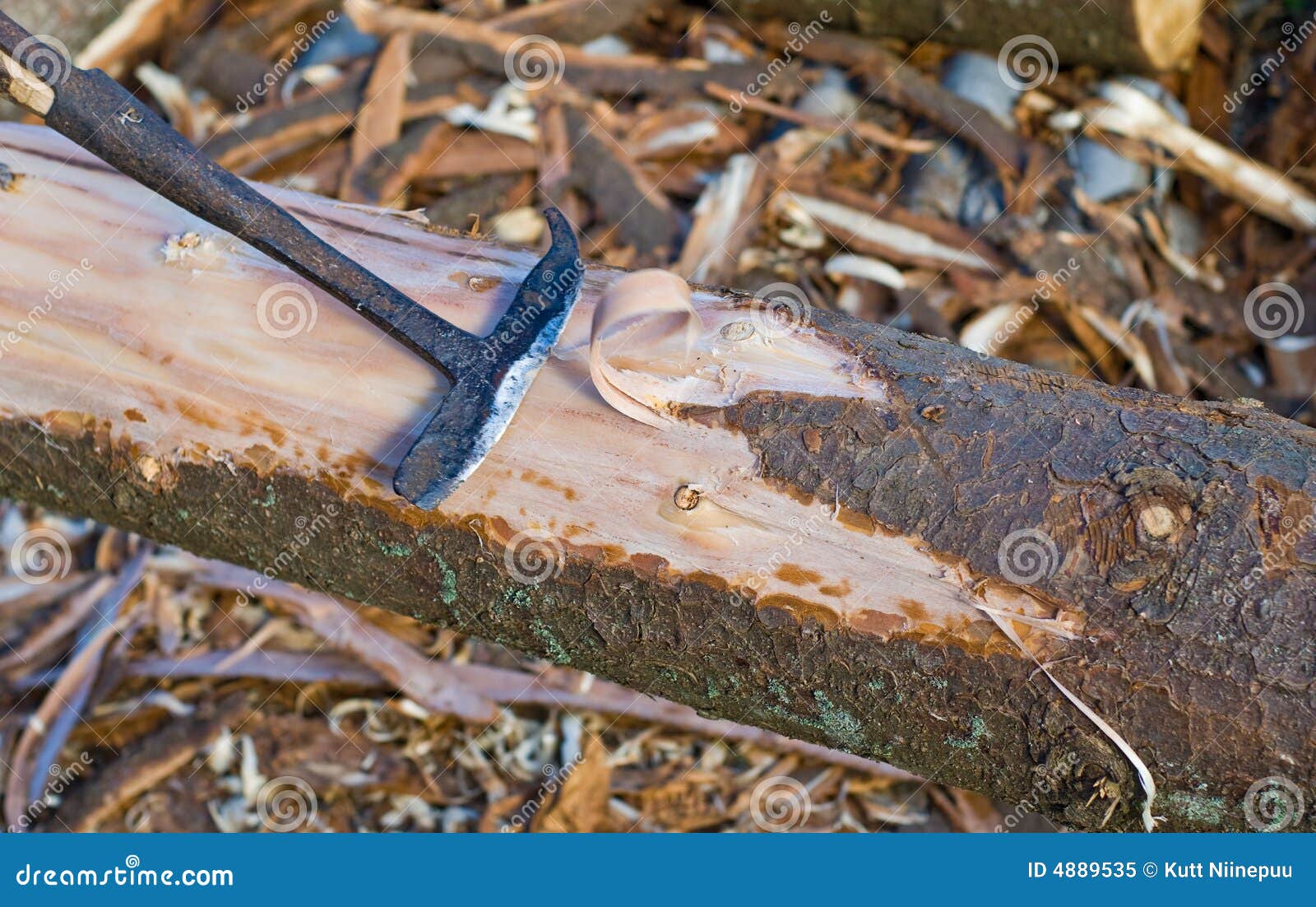 Peeling Wood stock image. Image of process, peeling, construction 4889535