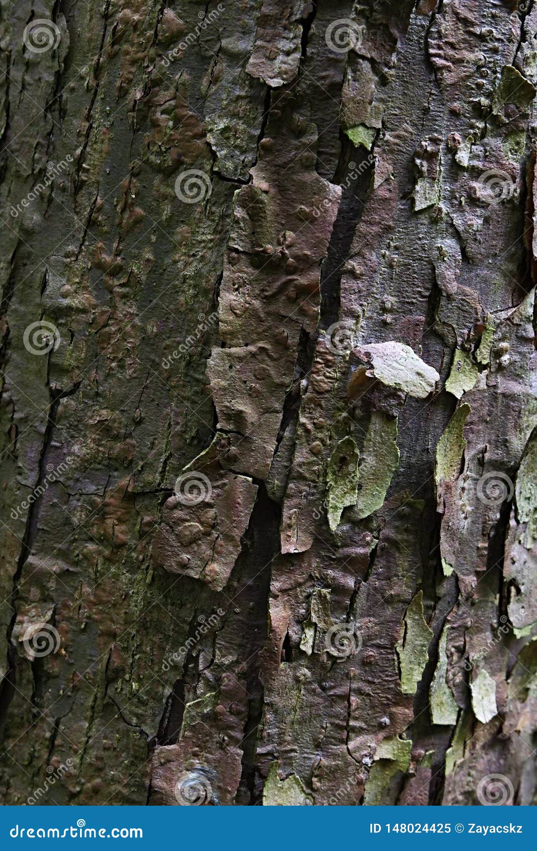peeling wood texture of dove-tree, also called ghost tree or handkerchief tree