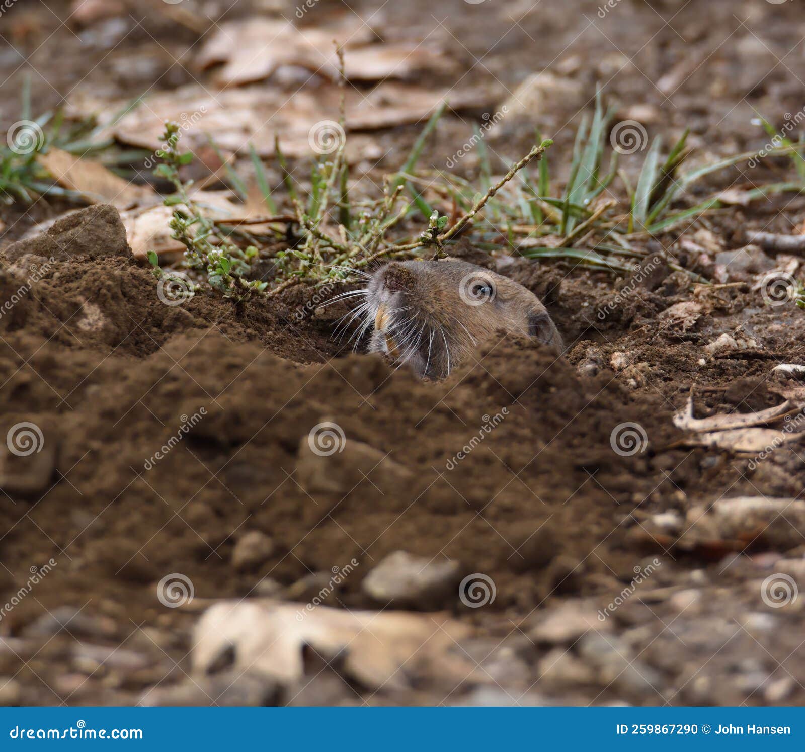 Peeping gopher stock photo. Image of floor, forest, peeks 259867290