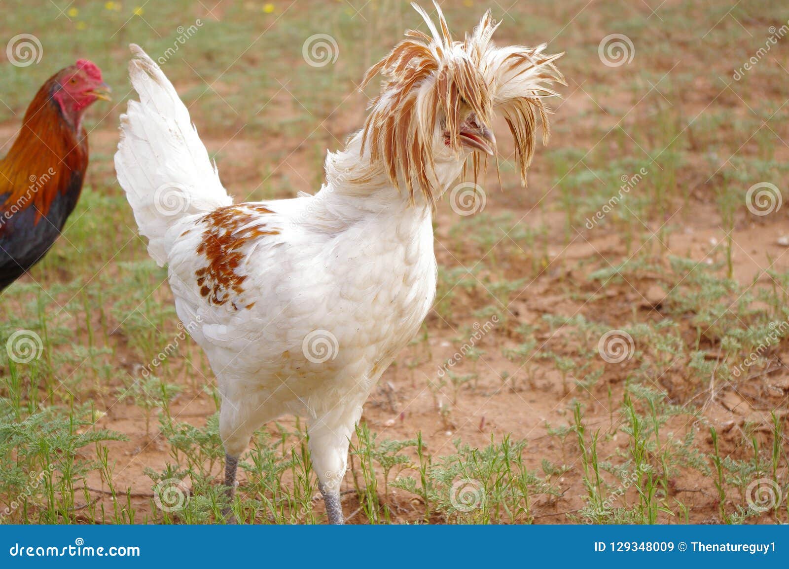 Peinado Loco De Un Gallo Con Cresta Polaco Imagen de archivo - Imagen de  juego, pollo: 129348009