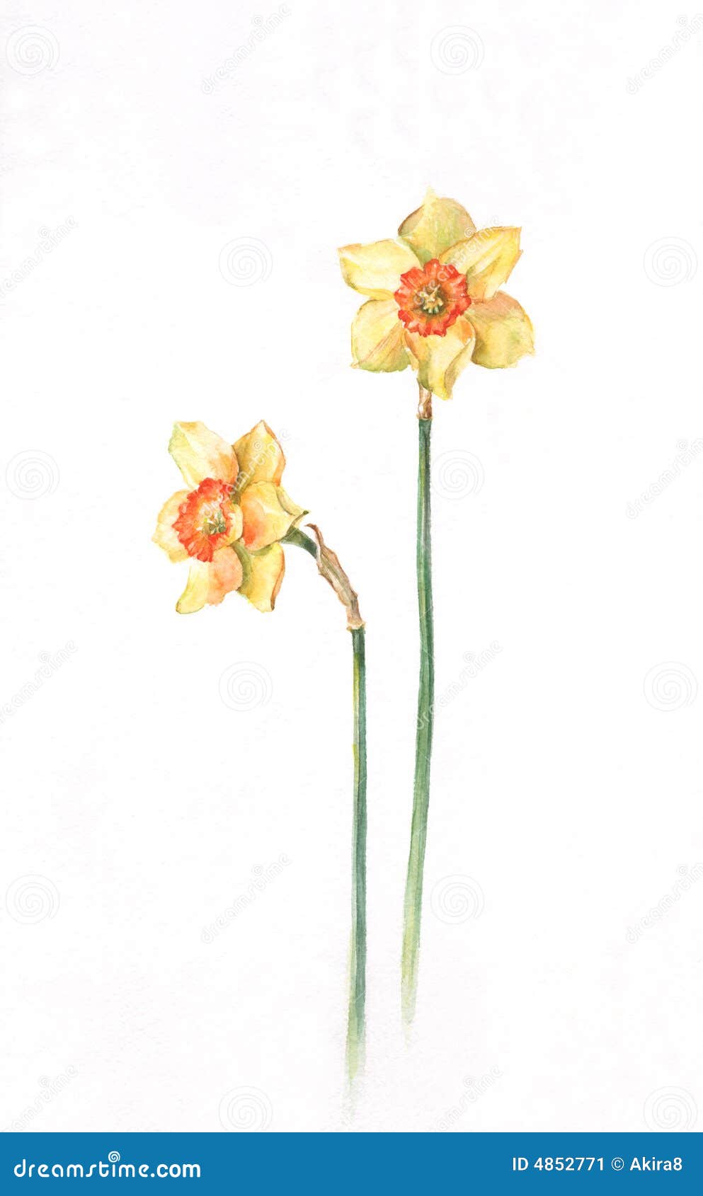 Peinture D'aquarelle De Jonquilles Illustration Stock - Illustration du  ressort, retrait: 4852771