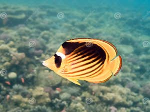 Peixe borboleta Marine Life No Mar Vermelho Imagem De Stock Imagem De 