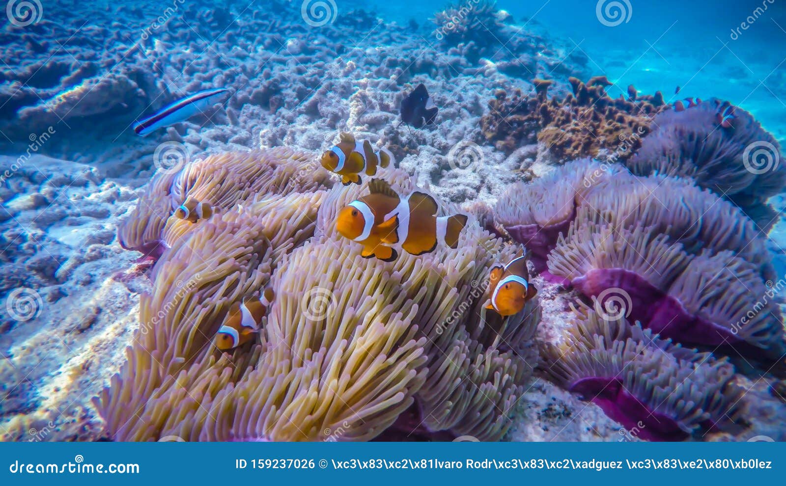 Mundo Animal, Coral Azul da Malásia. 