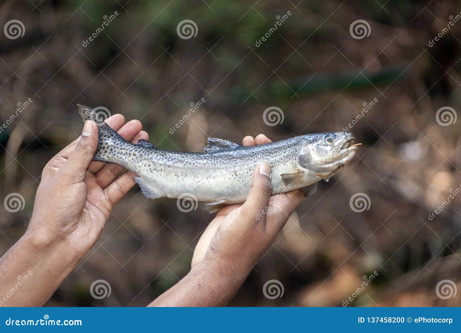 Peixes Da Truta Em Ooty Ootacamund Em Nilgiris Tamil Nadu Índia Foto