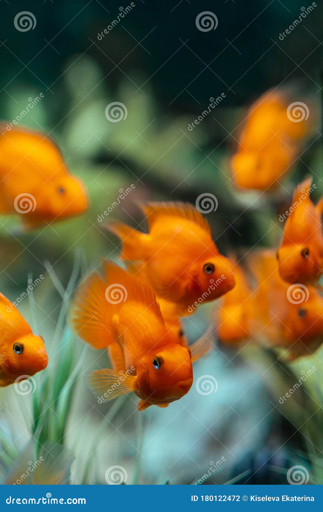 Peixes de laranja num aquário Red Parrot Cichlid Cichlasoma citrinellum Foco diferente