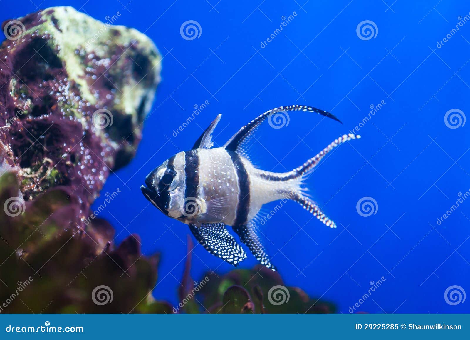 Peixes do cardeal de Bengal. Natação subaquática dos peixes cardinais de Bengal