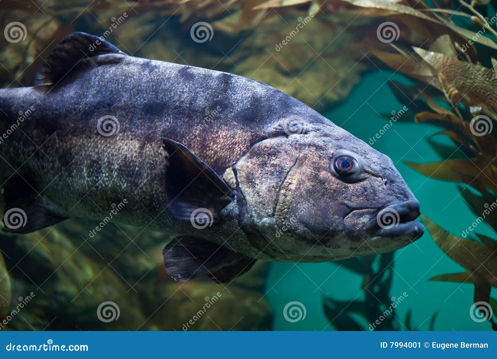 Peixes grandes imagem de stock Imagem de profundamente 