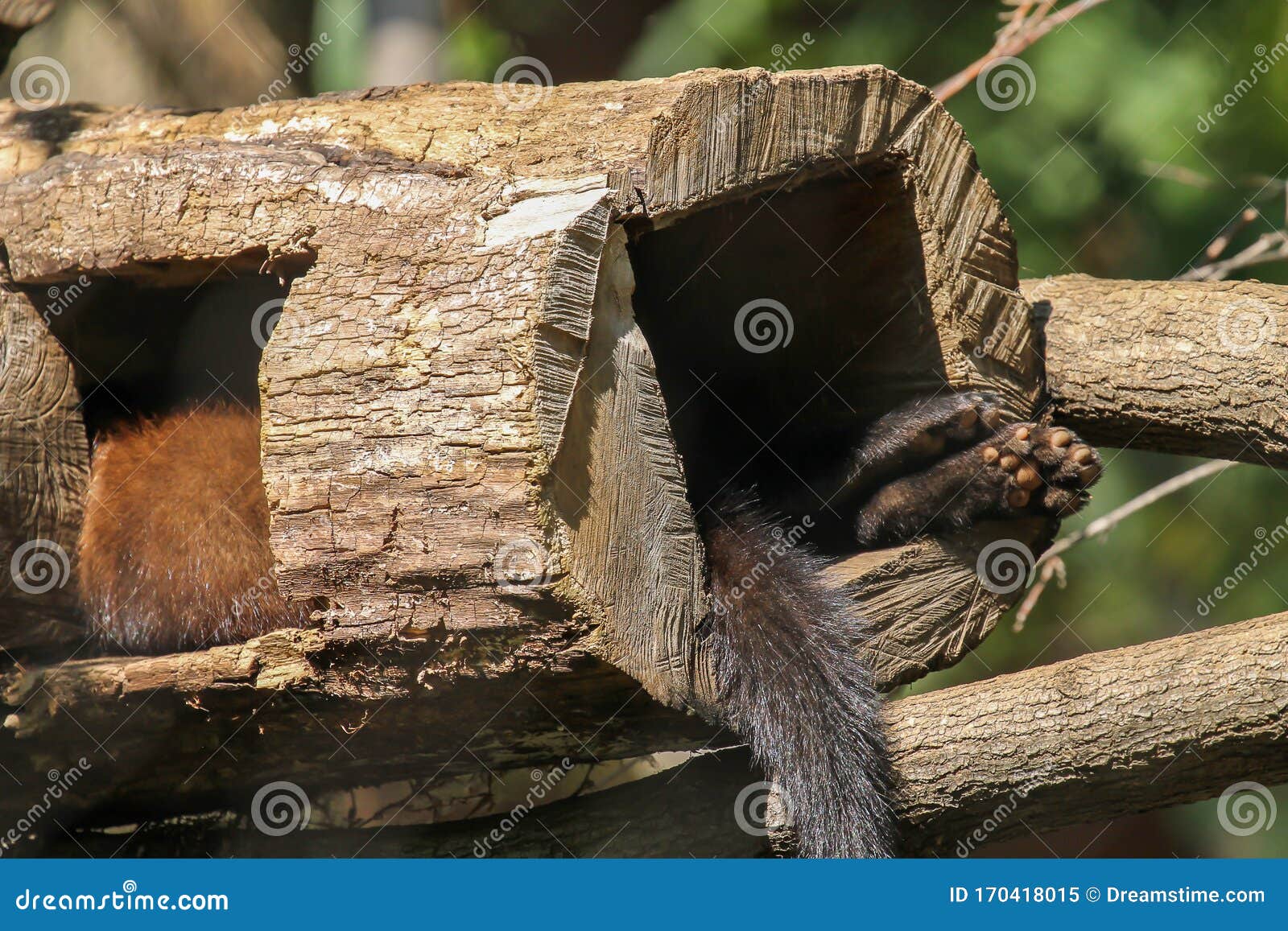 pekan sleeping in a tree trunk