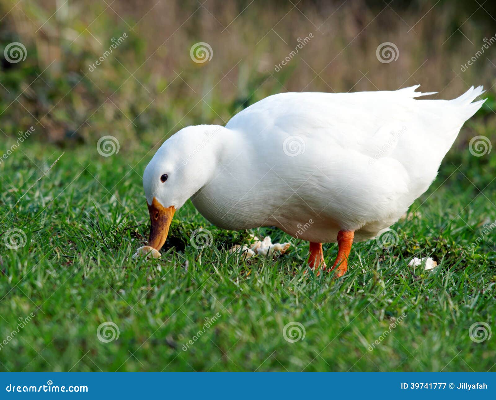 Pekin Duck with Bread on Grass Stock Image Image of white, bird 39741777