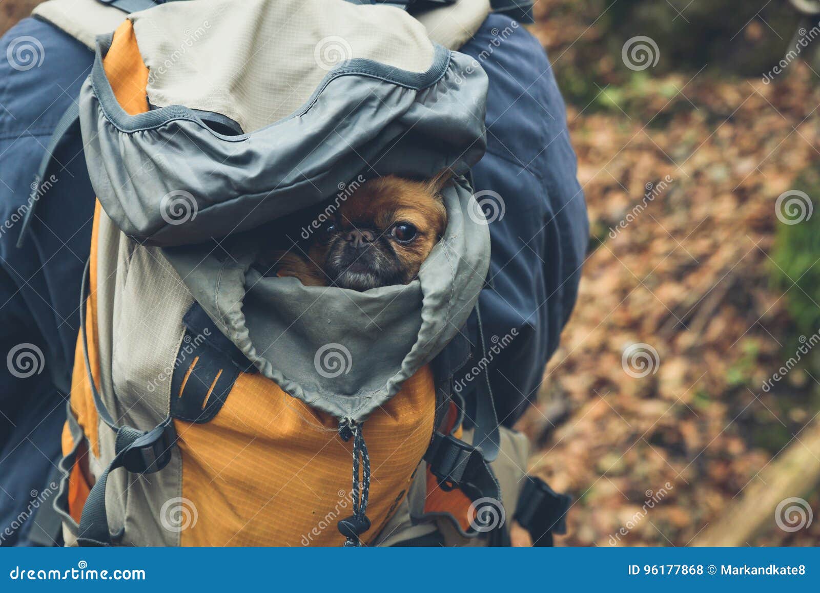 Pekingese in a backpack stock photo. Image of adventure 96177868