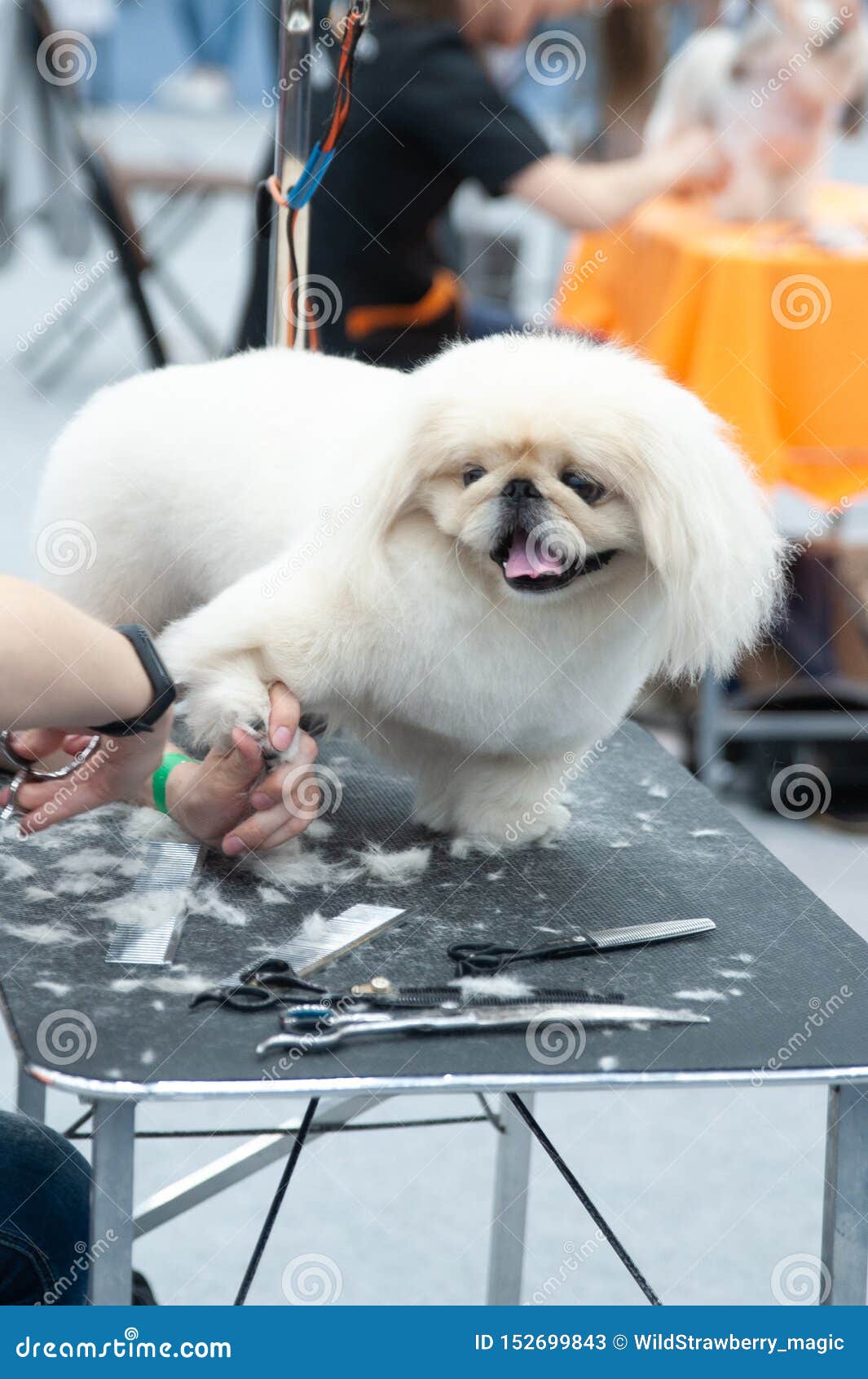 Pekingese at the Dog Show, Grooming on the Table Stock Image Image of