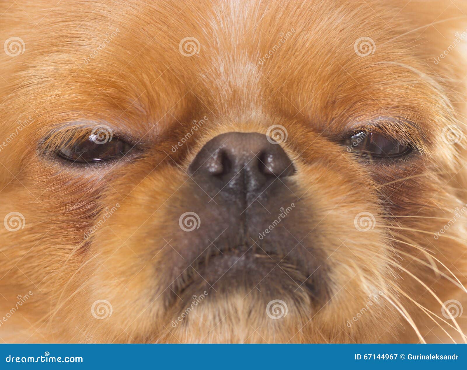 Pekingese muzzle, closeup stock image. Image of curiosity 67144967