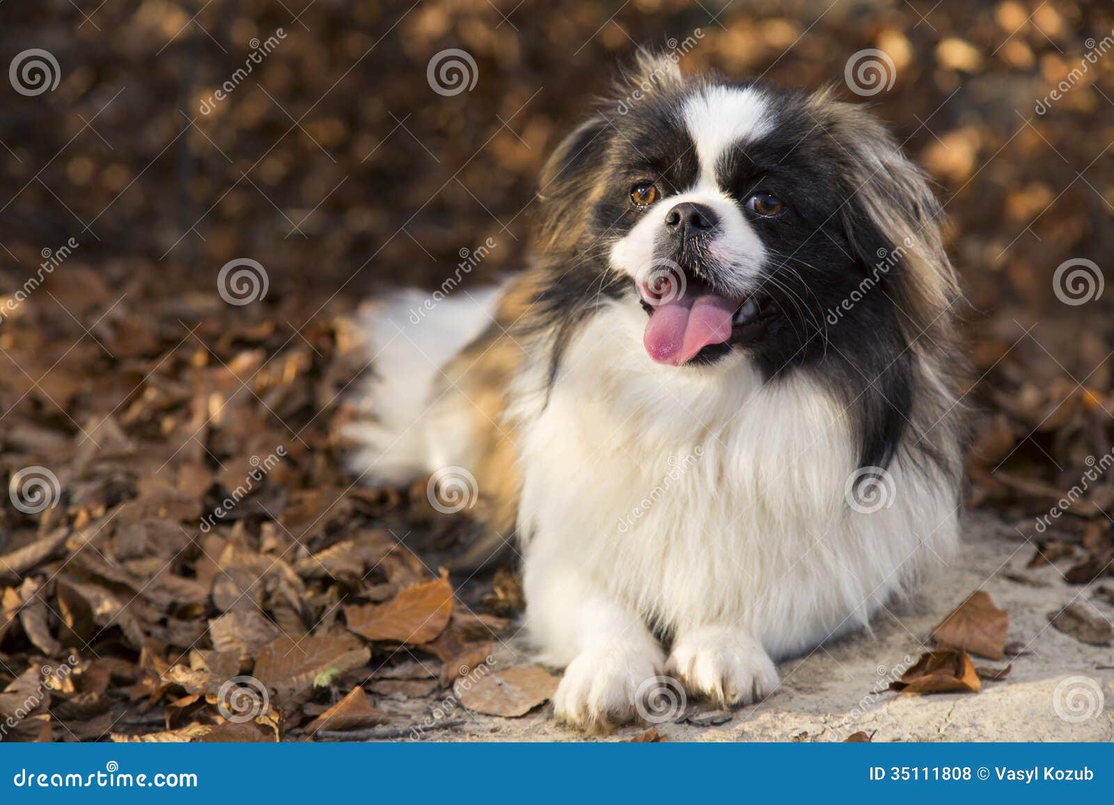 Pekingese pies w jesień parku