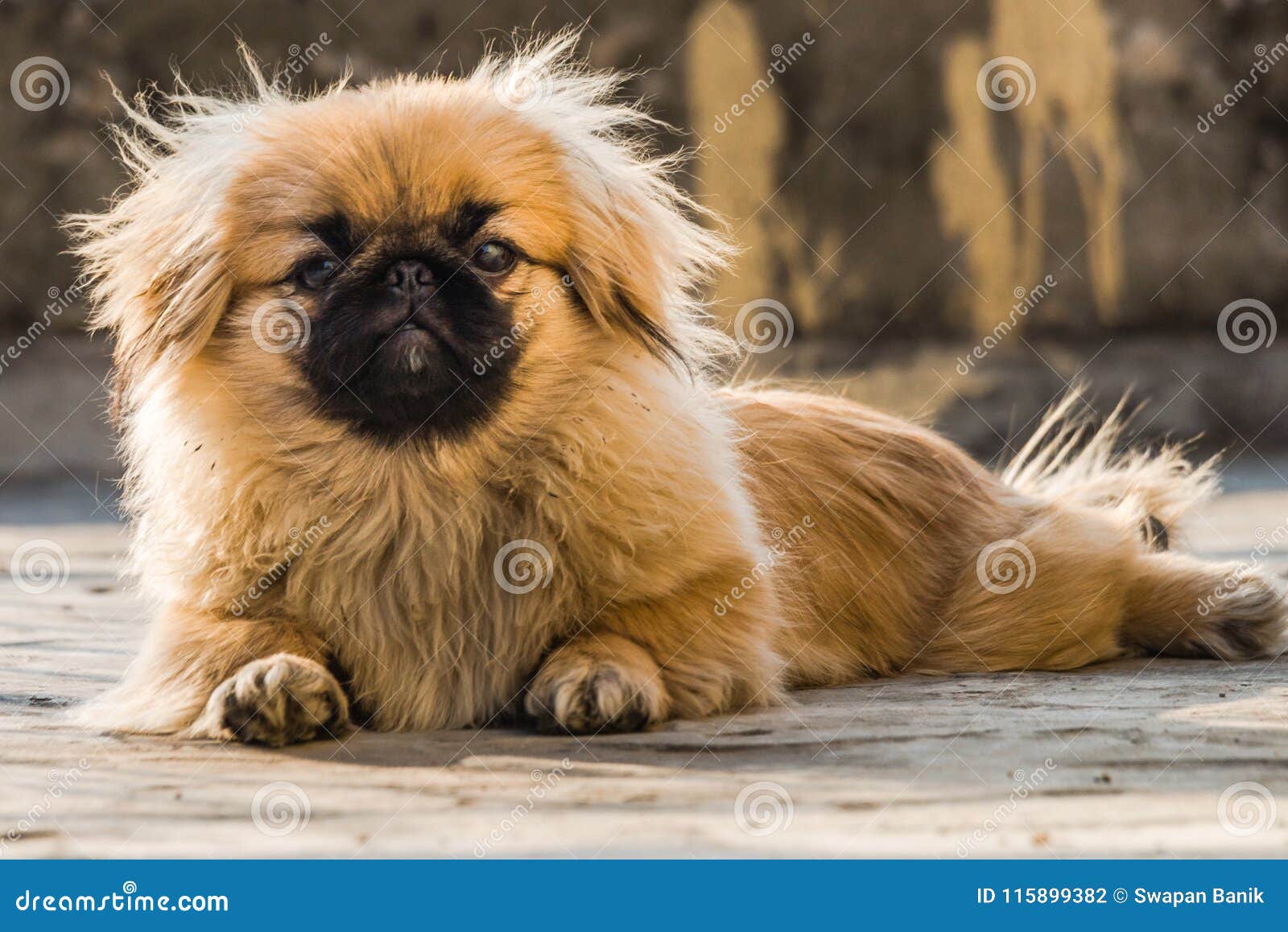 Pekingese puppies near me