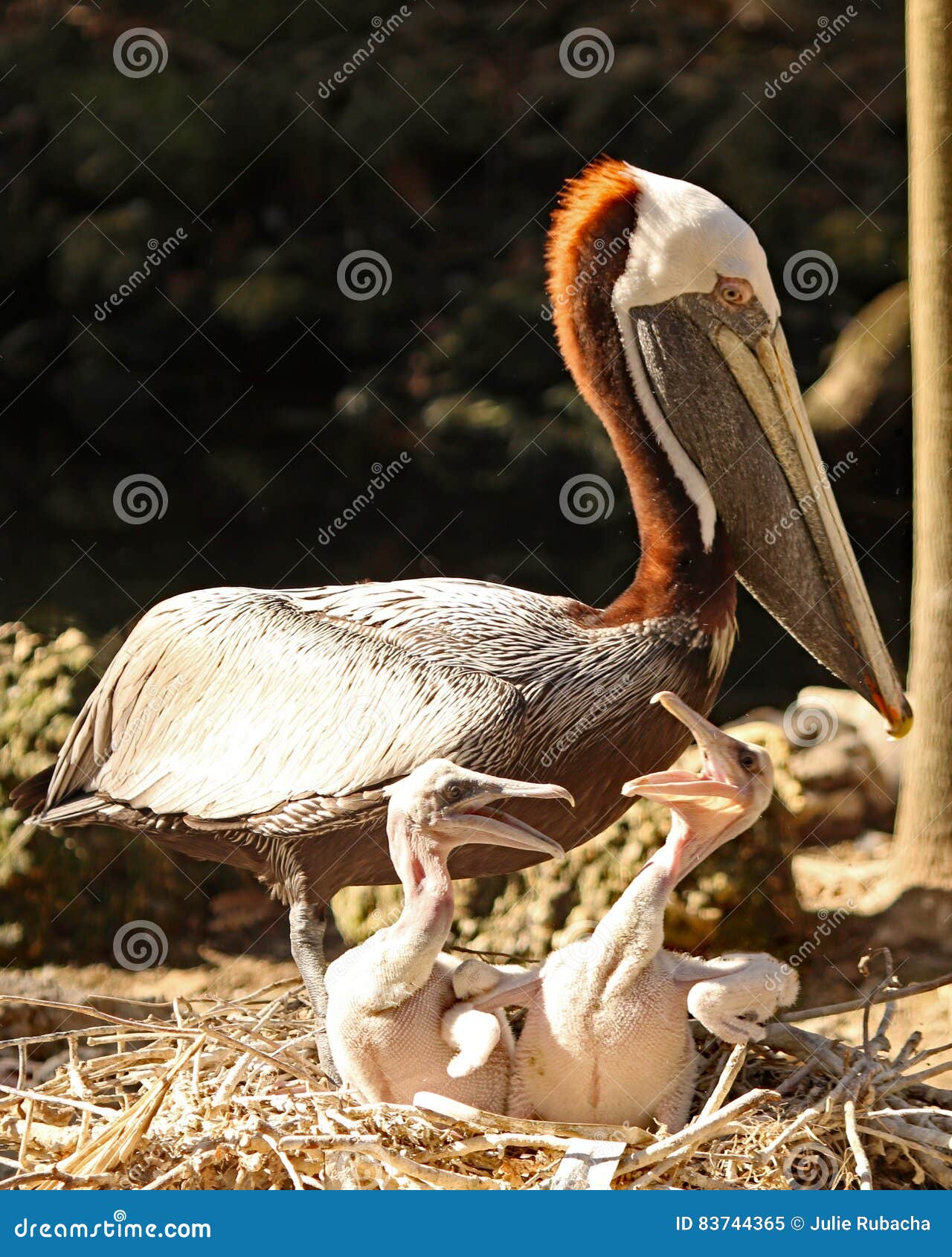 Pelicano Con Los Bebes Que Luchan Imagen De Archivo Imagen De Lucha Fauna