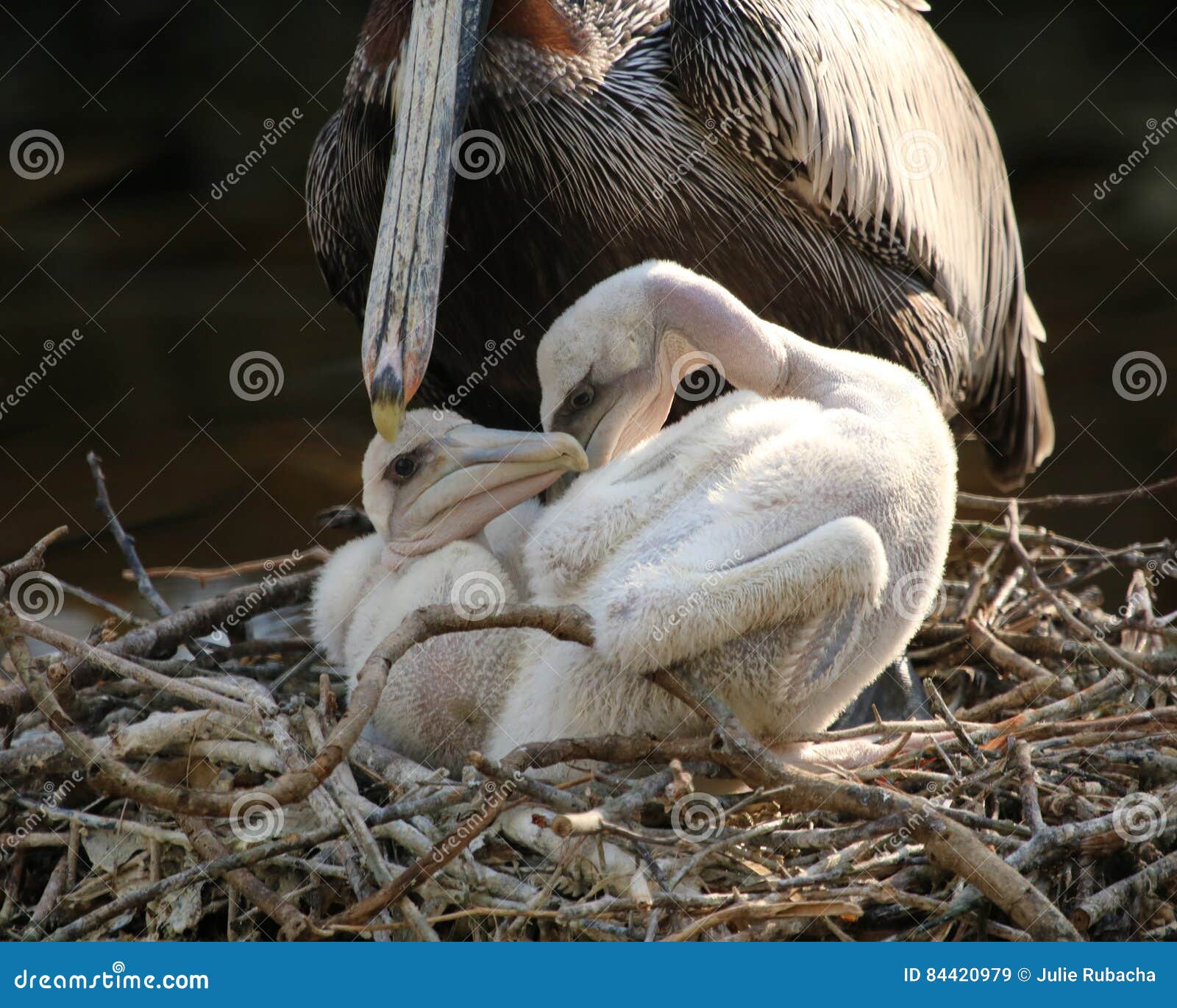 Pelicanos Del Bebe Con La Madre Imagen De Archivo Imagen De Bebes Anidamiento