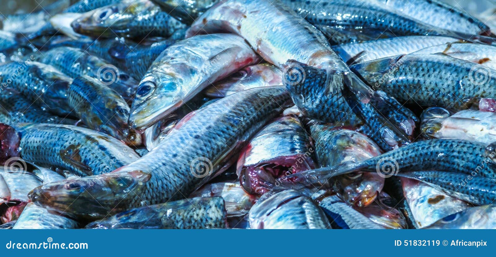 Pelagic Fish. Caught and Ready for Processing Stock Image - Image