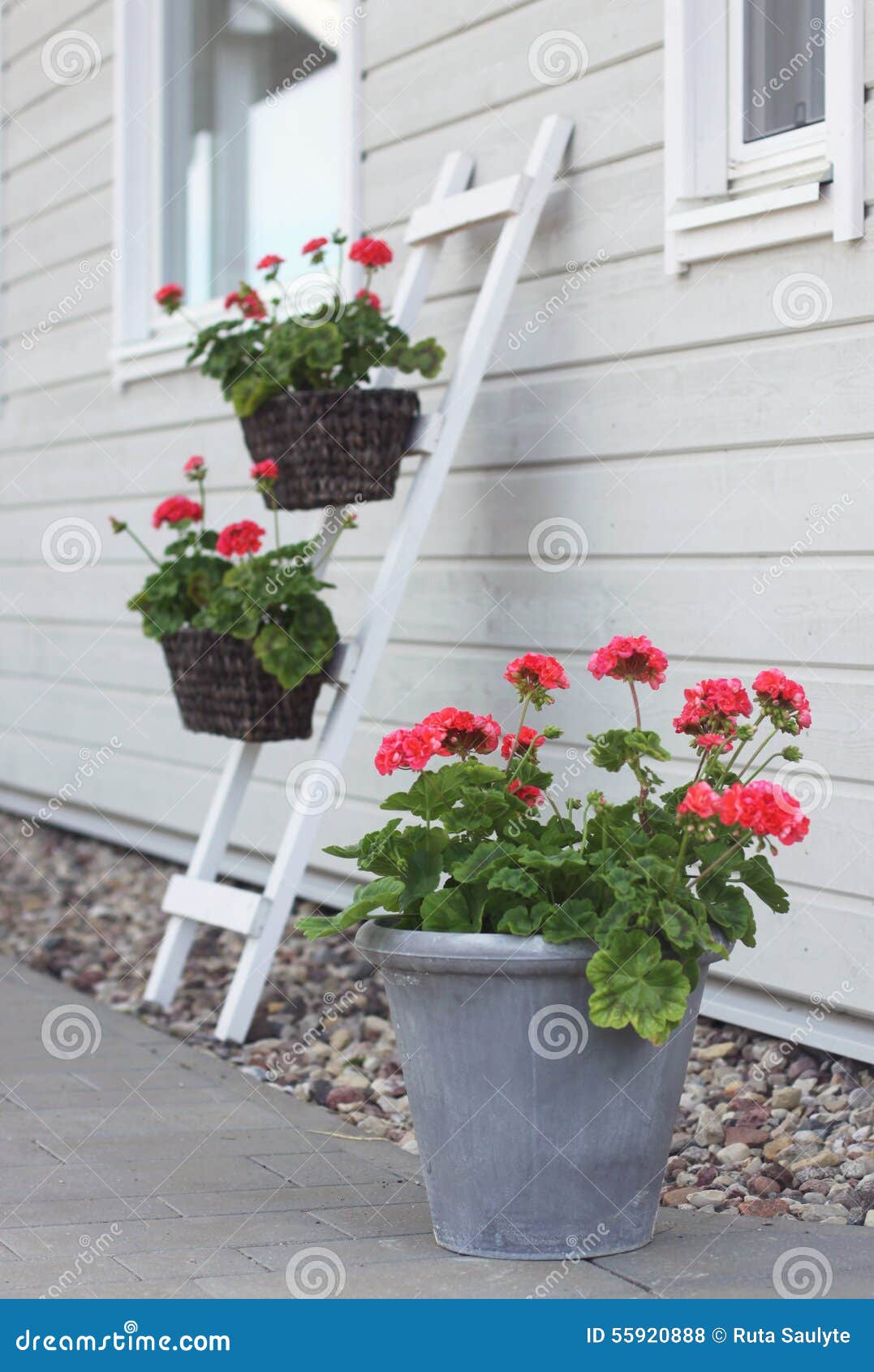 Rosa pelargoniablommor som utomhus blomstrar