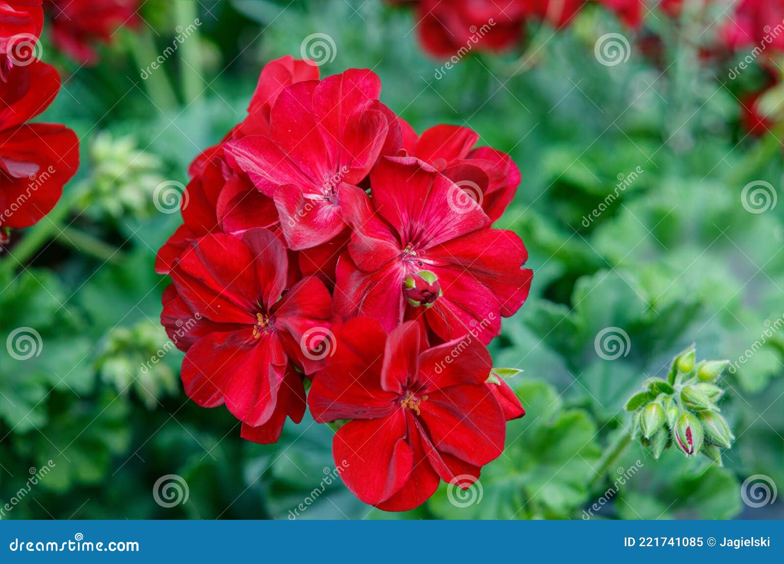 pelargonium calliope red