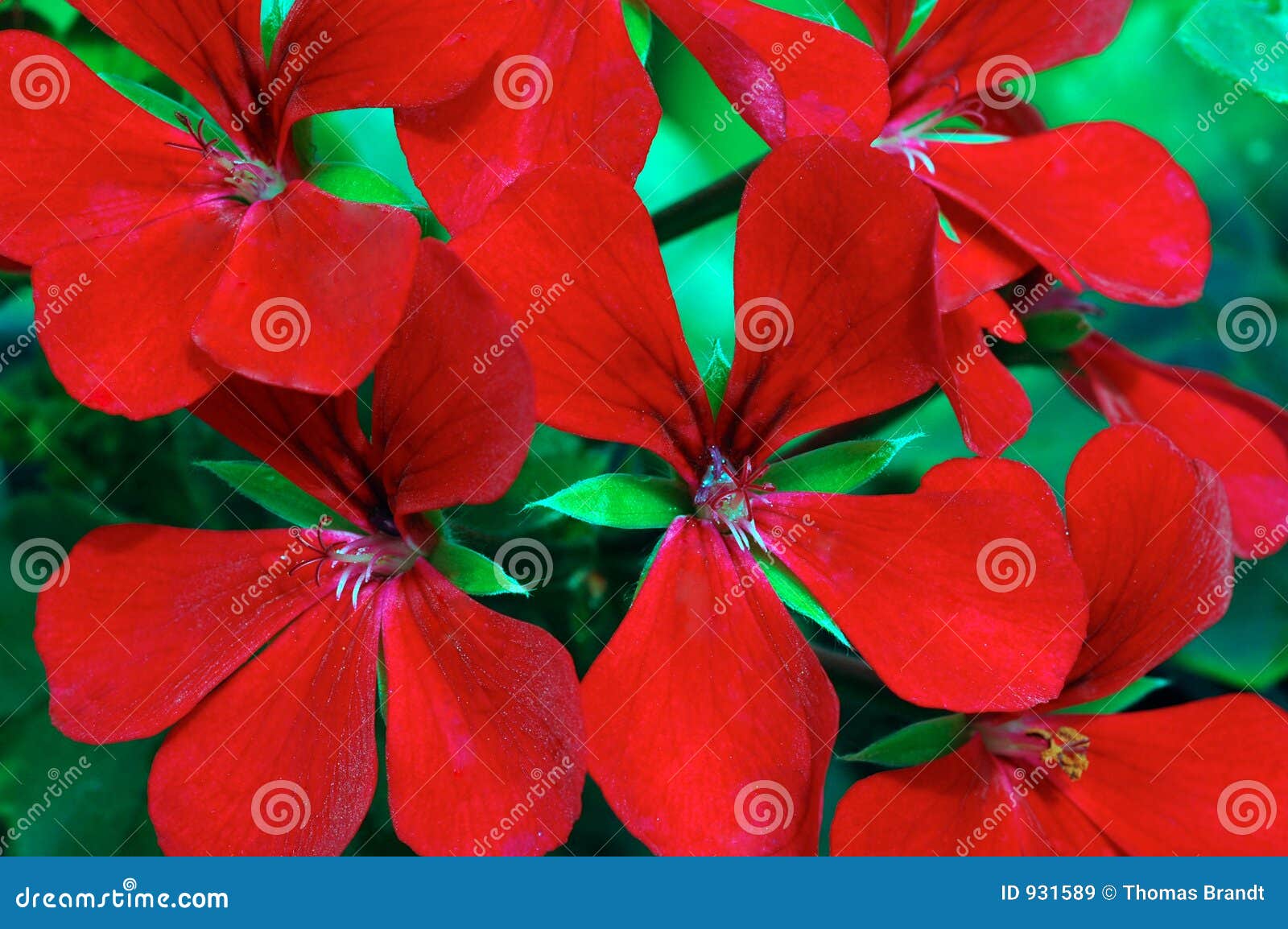 Geranie single red