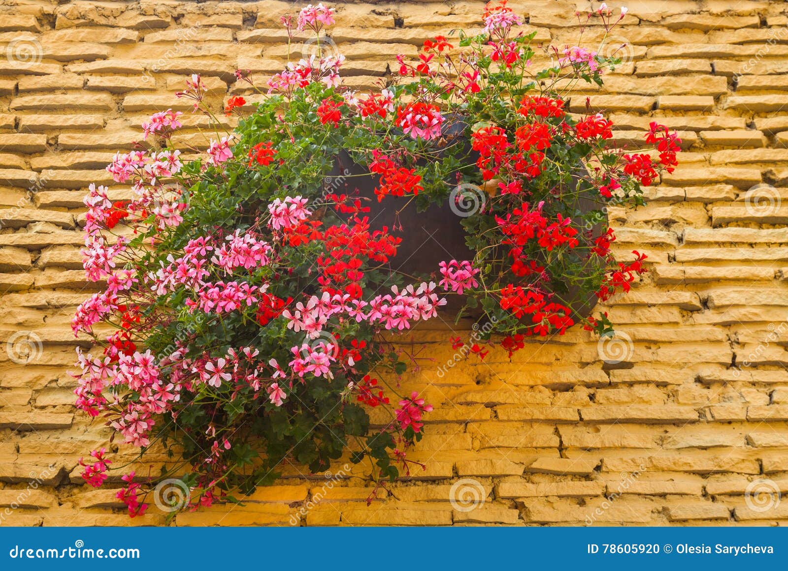 Pelargonium En El Pote En La Pared Falsa Amarilla Foto de archivo - Imagen  de cubo, hoja: 78605920