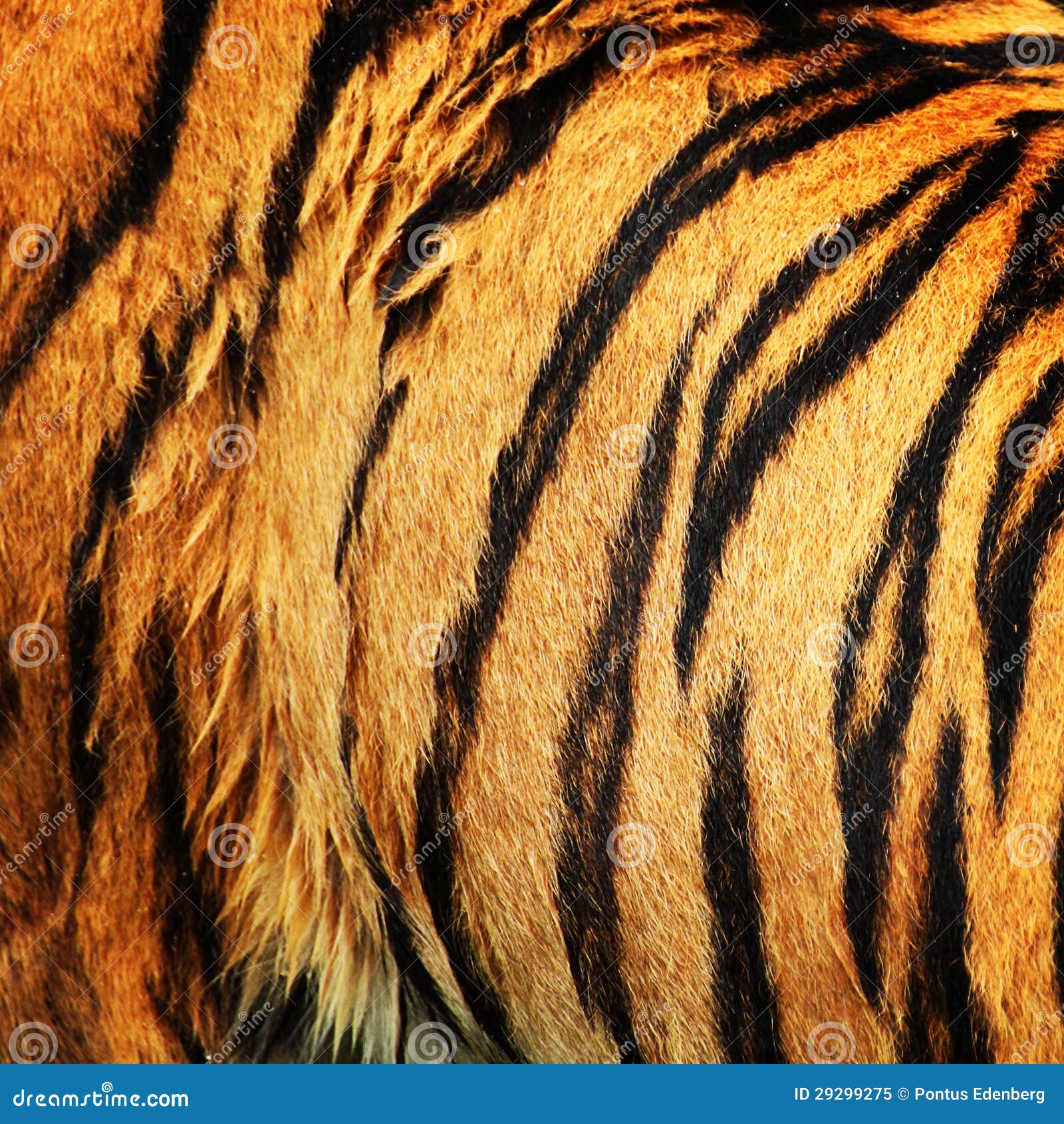 Pelagem de tigre imagem de stock. Imagem de detalhe, bonito - 29299275, image size:1600x1690