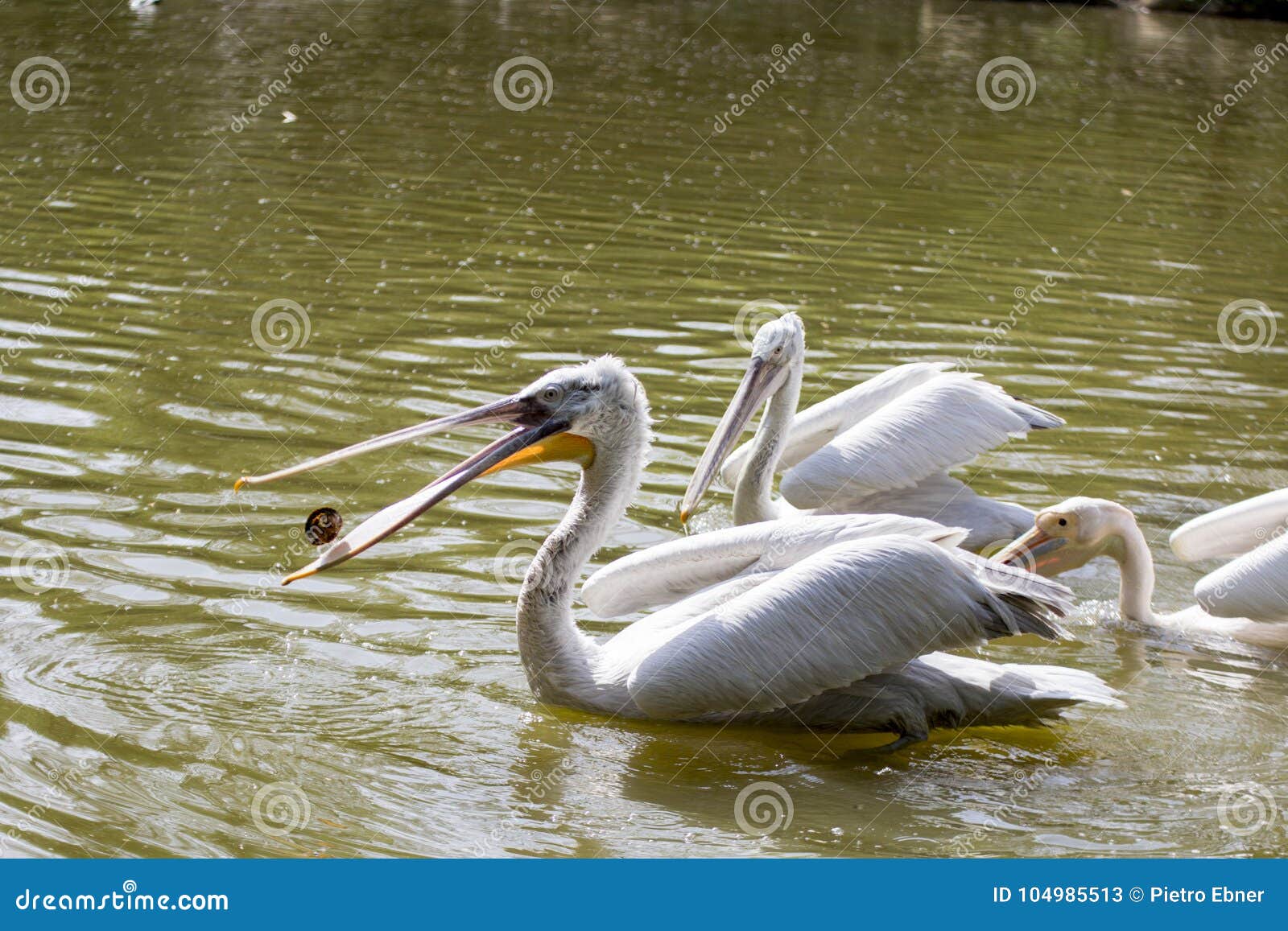 dalmatian pelican