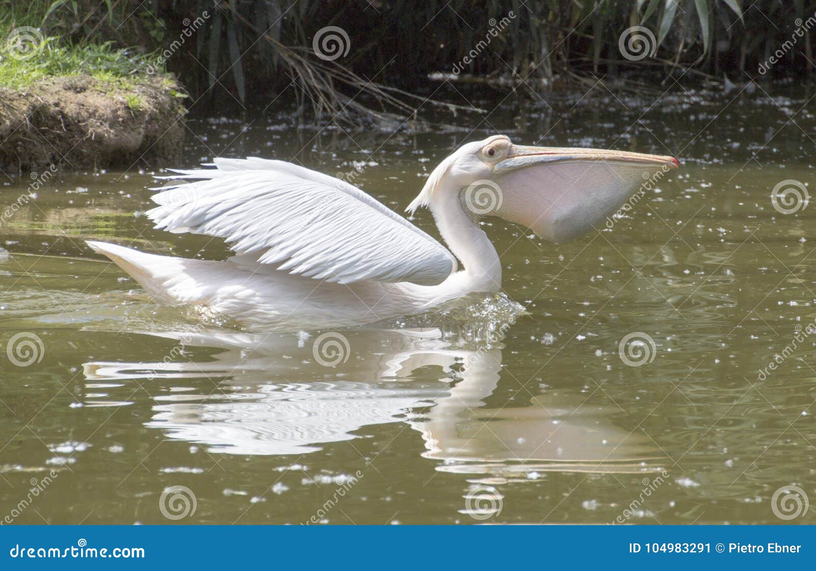 great white pelican