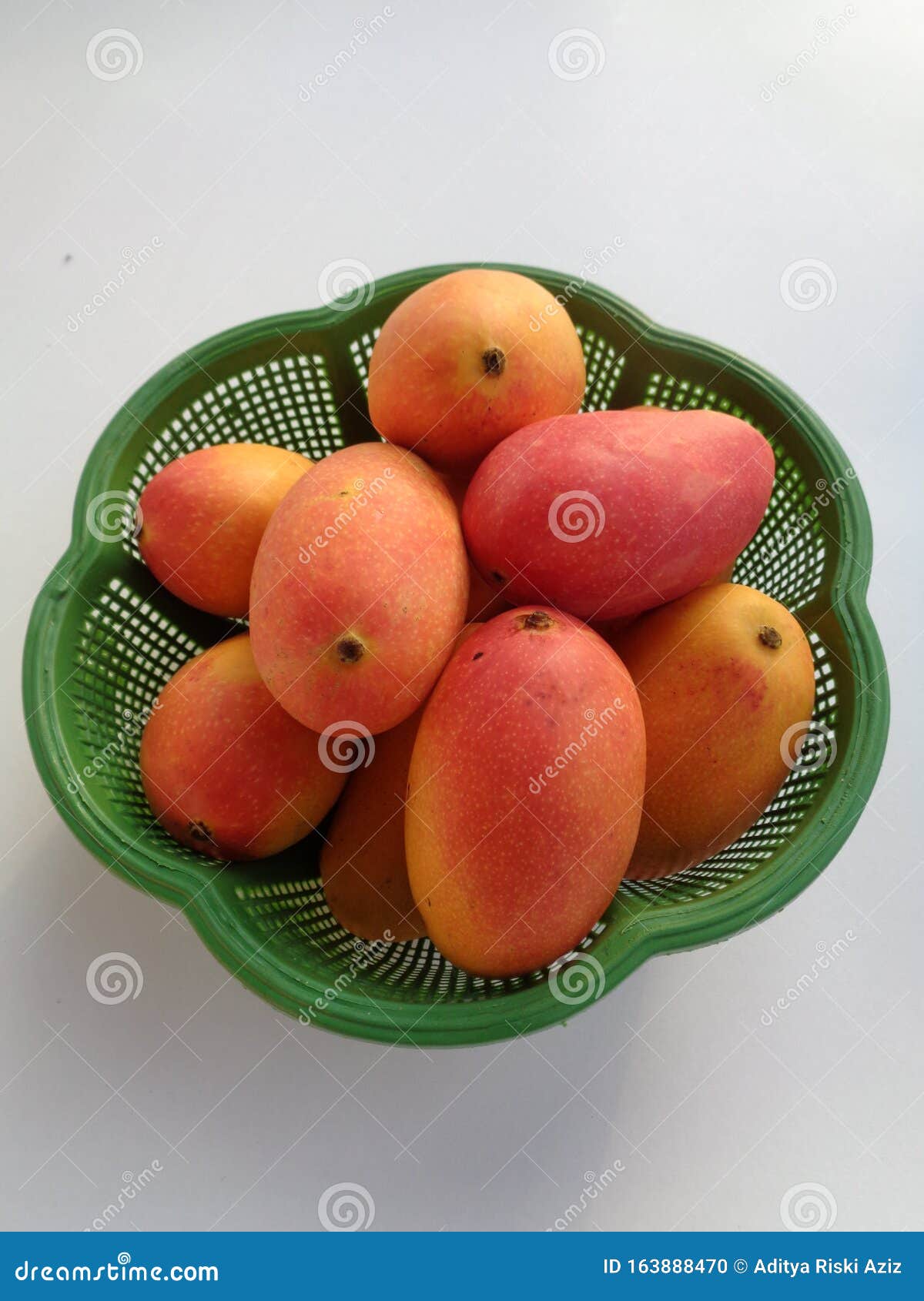 Pelem Podang Suluh, Podang Mango Ripe on the Tree. the Indonesian
