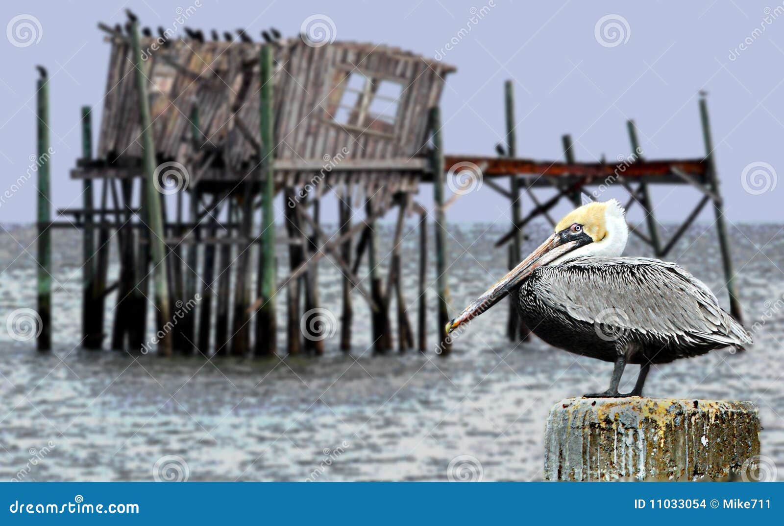 Pelican stock photo. Image of vacation, piers, birds 11033054