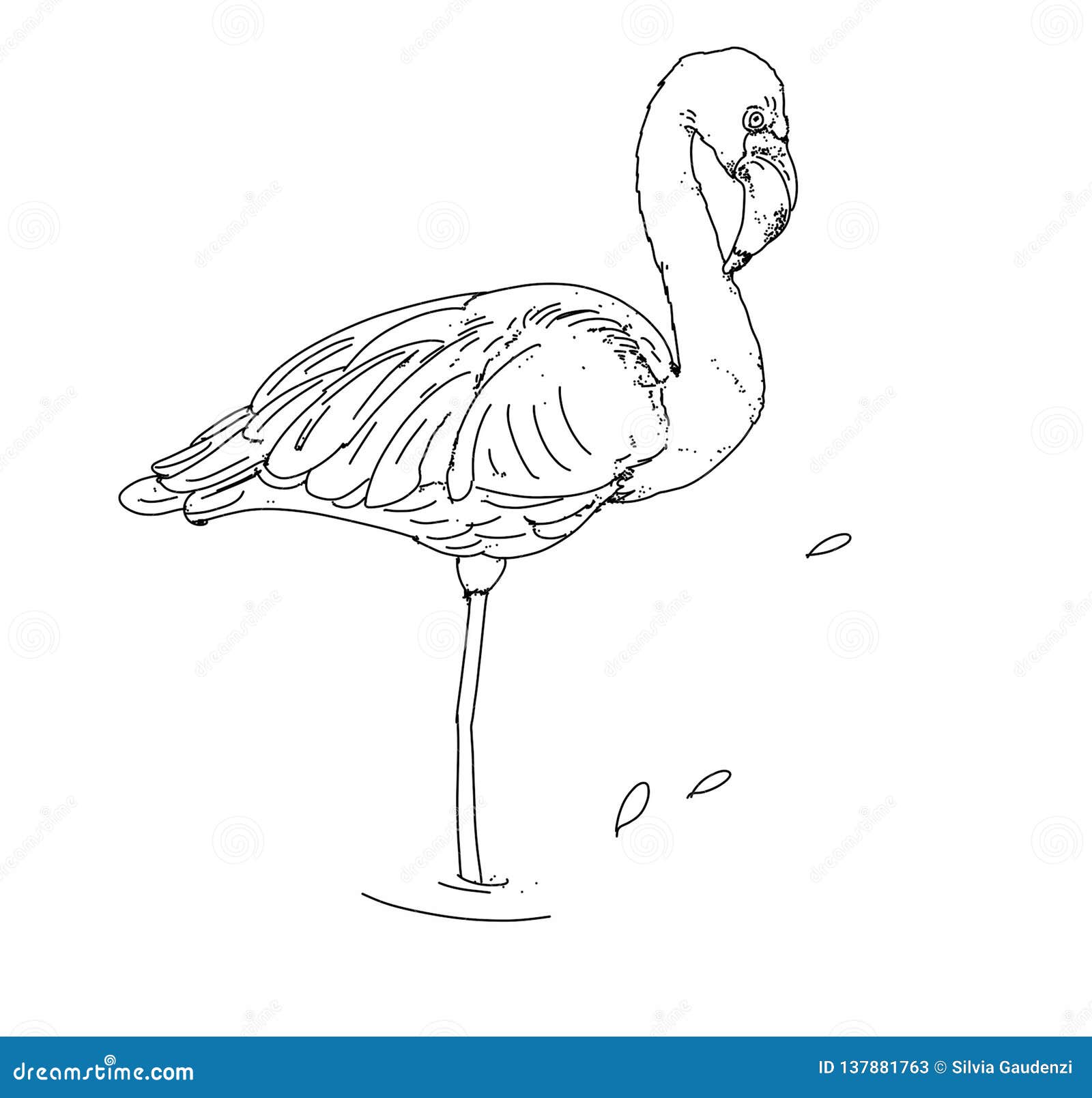 a pelican bird