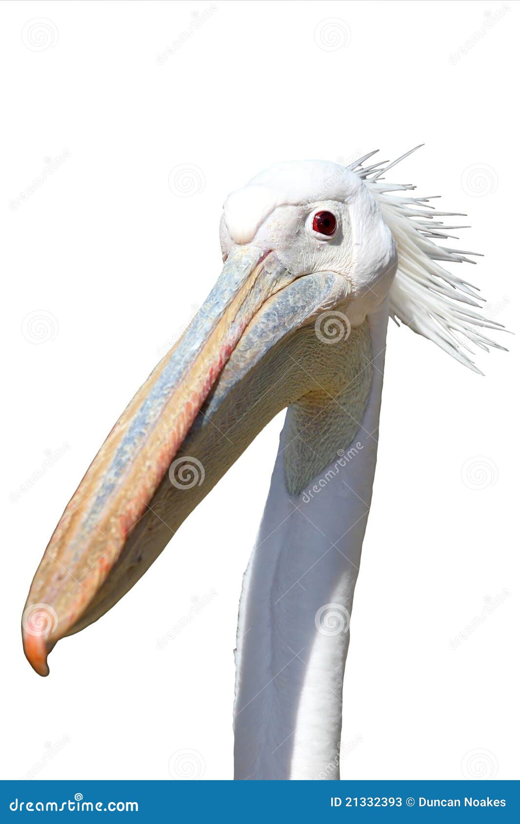 Pelican Bird Funny Face stock image. Image of look, isolated - 21332393