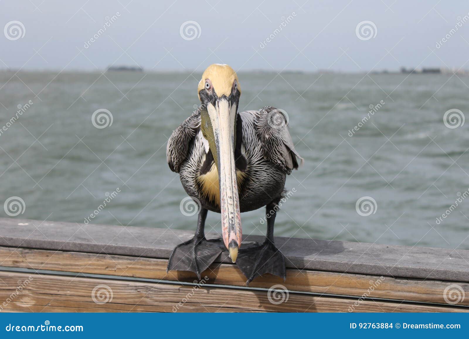 pelican, birds, natural habitat, florida birds, pier birds, muelle, puerto, bird