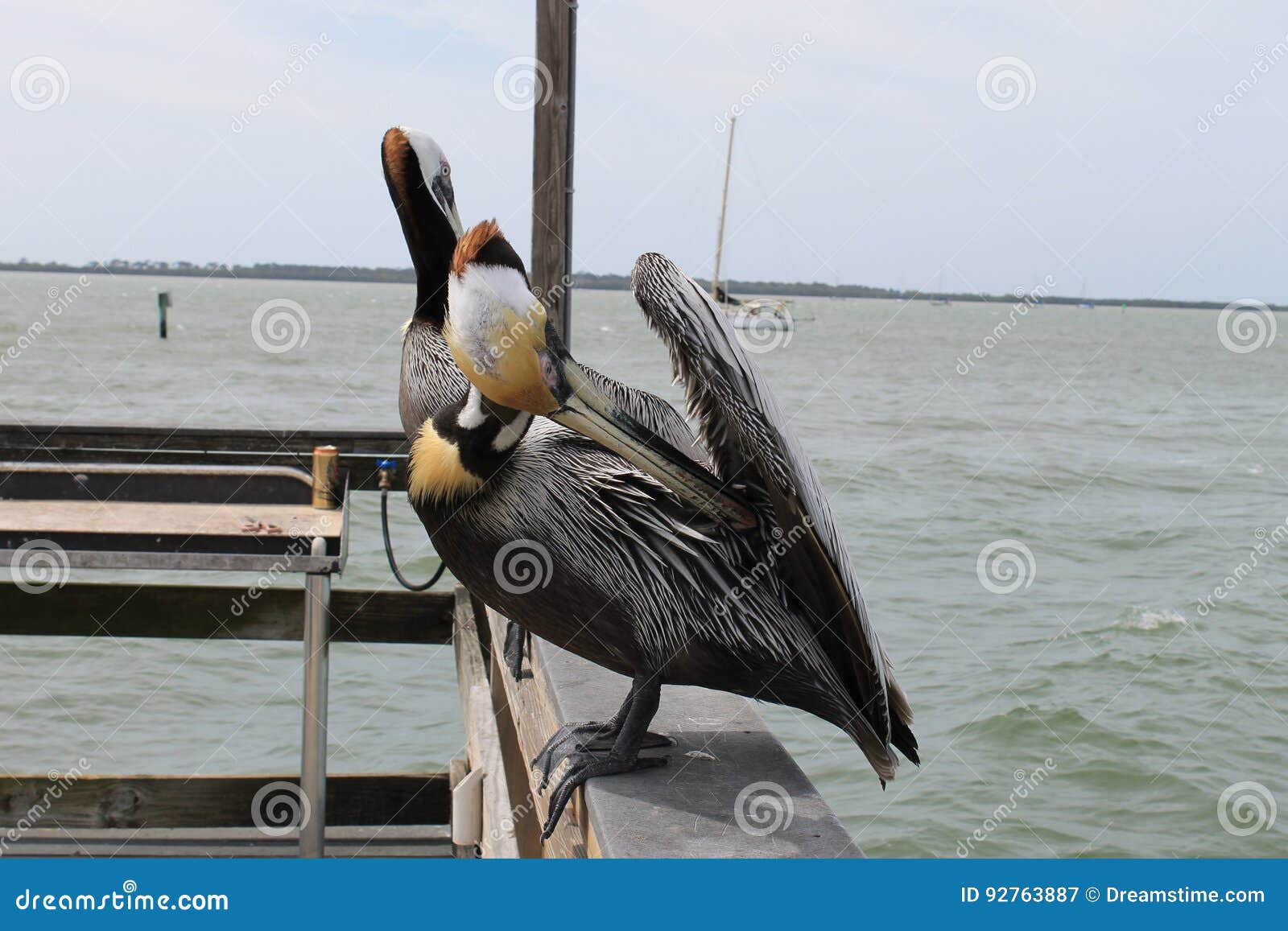 pelican, birds, natural habitat, florida birds, pier birds, muelle, puerto, bird