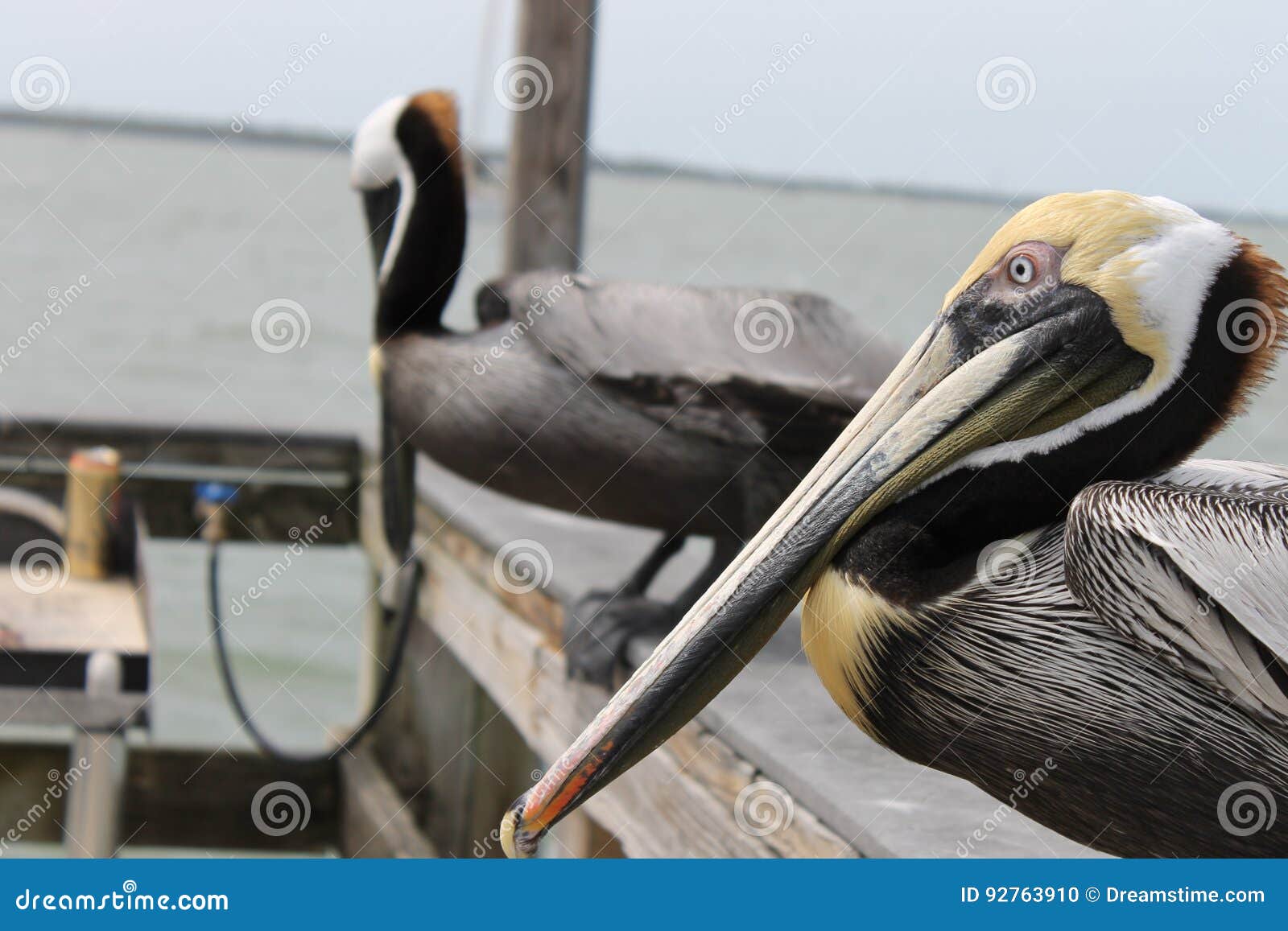 pelican, birds, natural habitat, florida birds, pier birds, muelle, puerto, bird