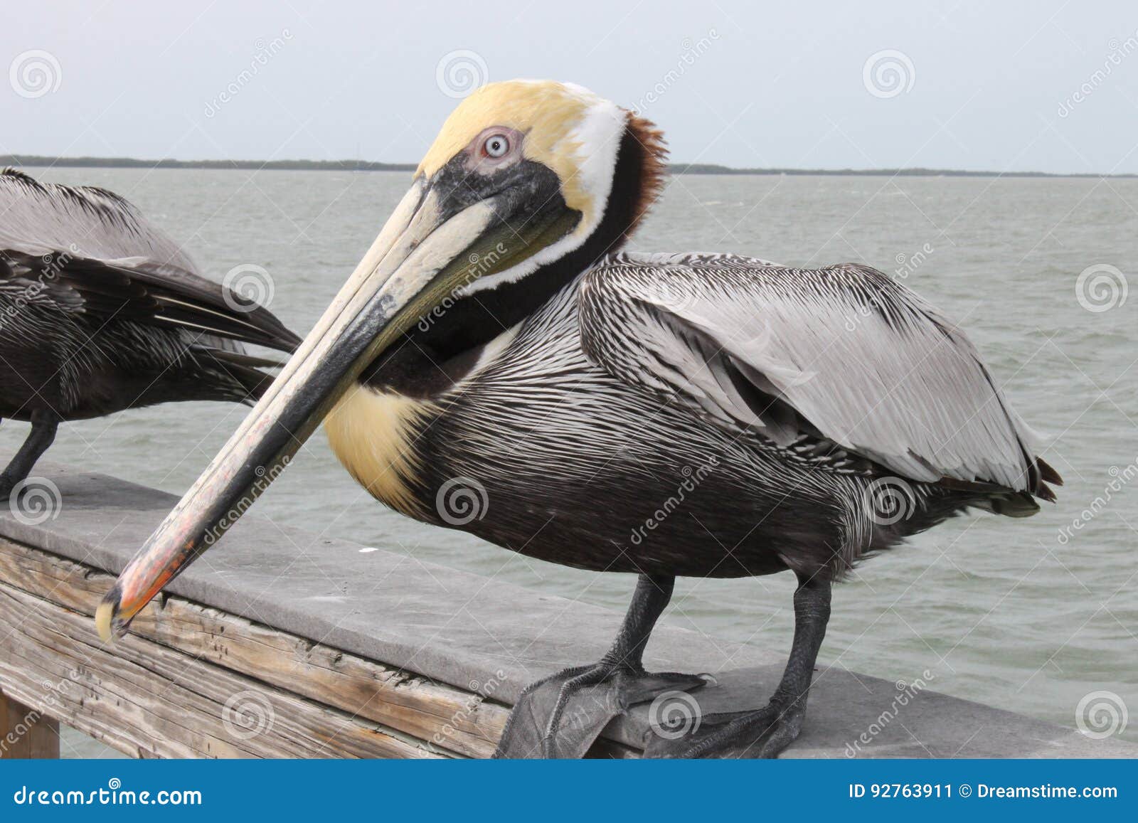 pelican, birds, natural habitat, florida birds, pier birds, muelle, puerto, bird