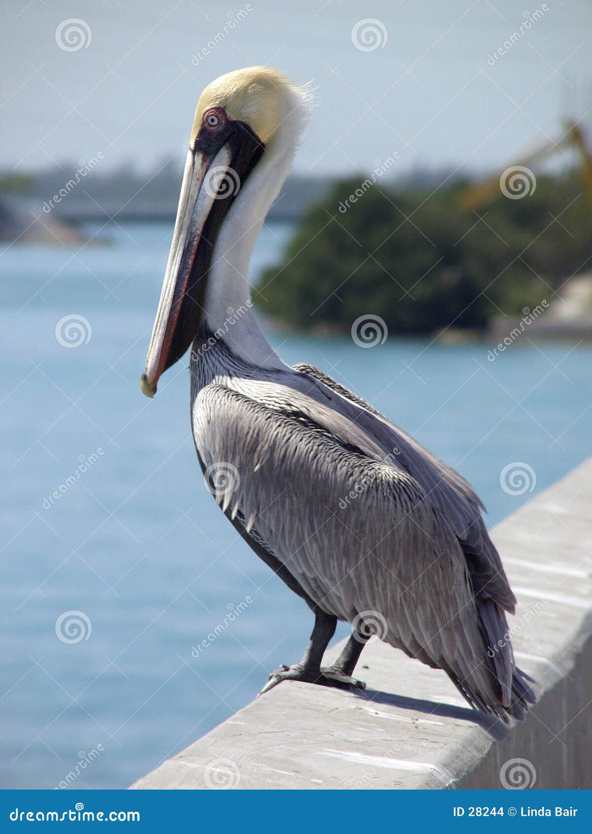 Pelican on Bridge stock photo. Image of encroaching, human 28244