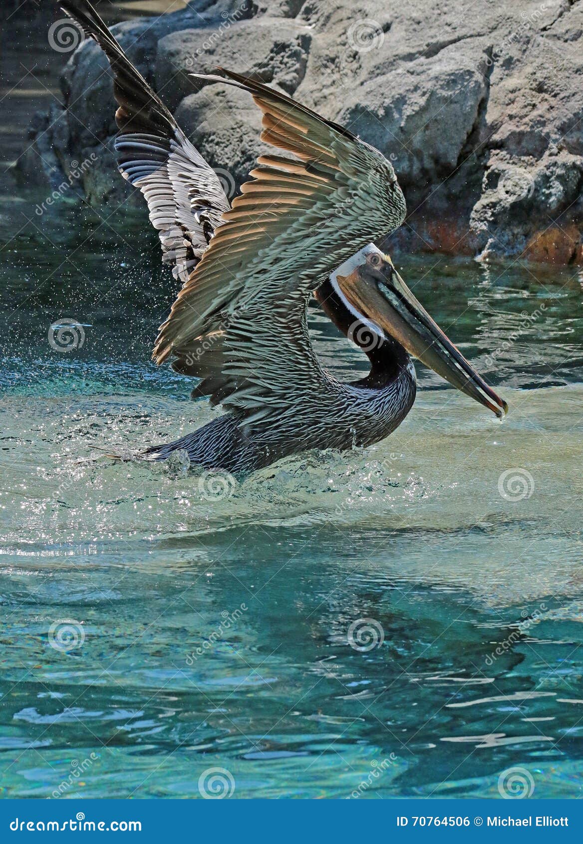 pelican