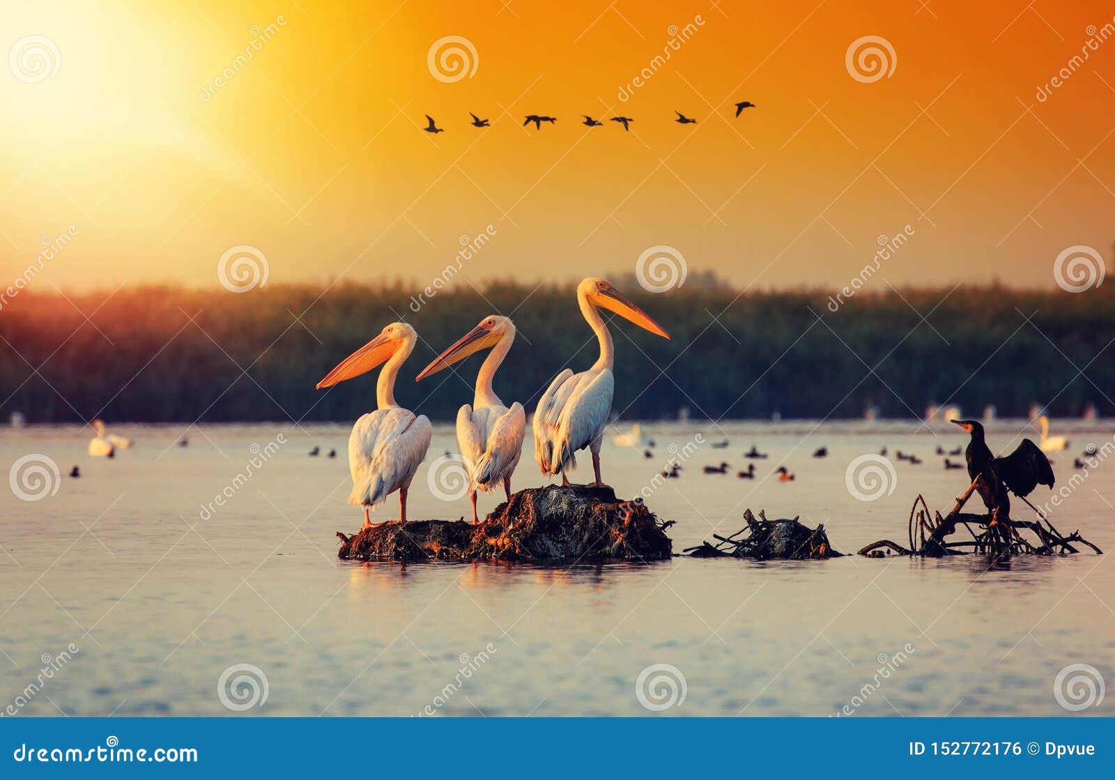 pelican colony in danube delta romania. the danube delta is home to the largest colony of pelicans outside africa